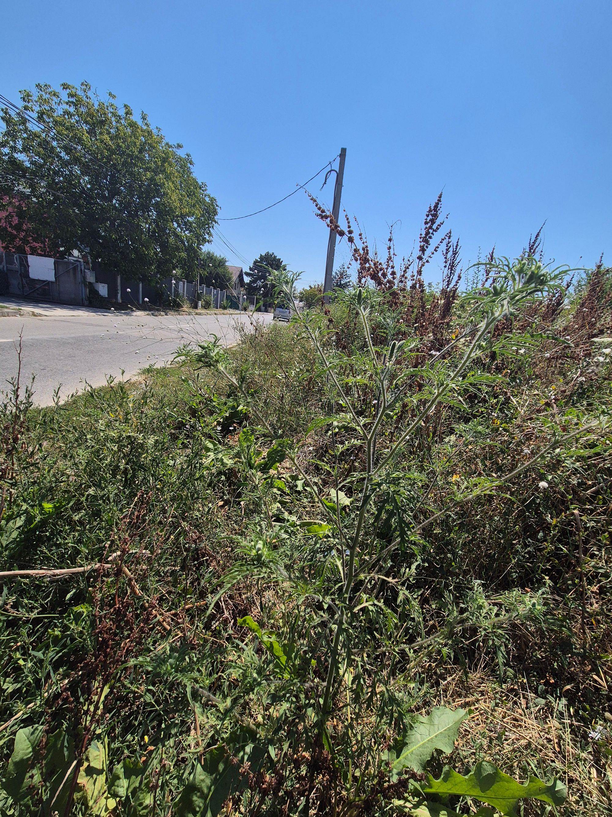 Ambrozie in Strada Nadeș 1, București, Municipiul București