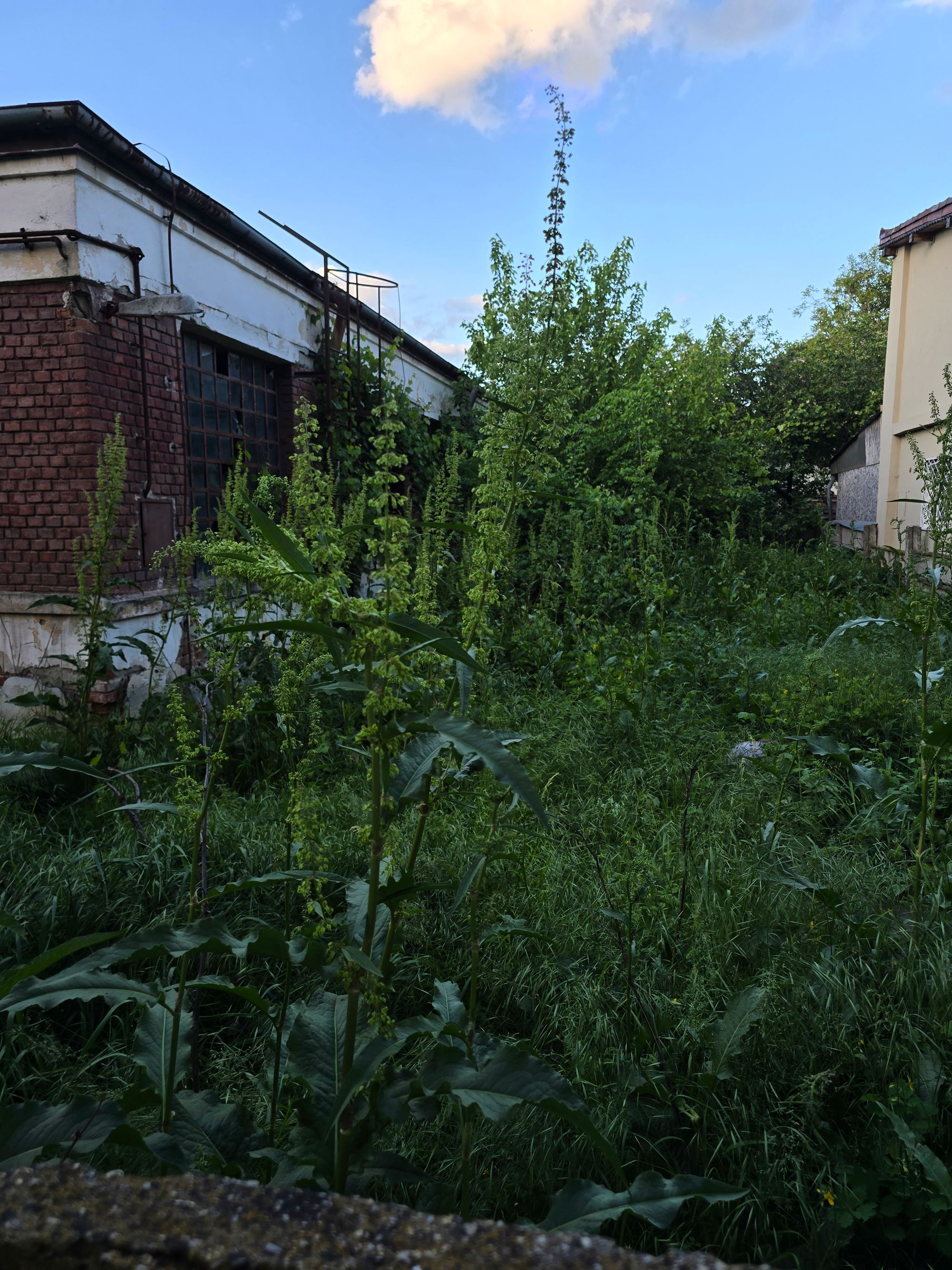 Ambrozie in Strada Ardealului 17, București, Municipiul București