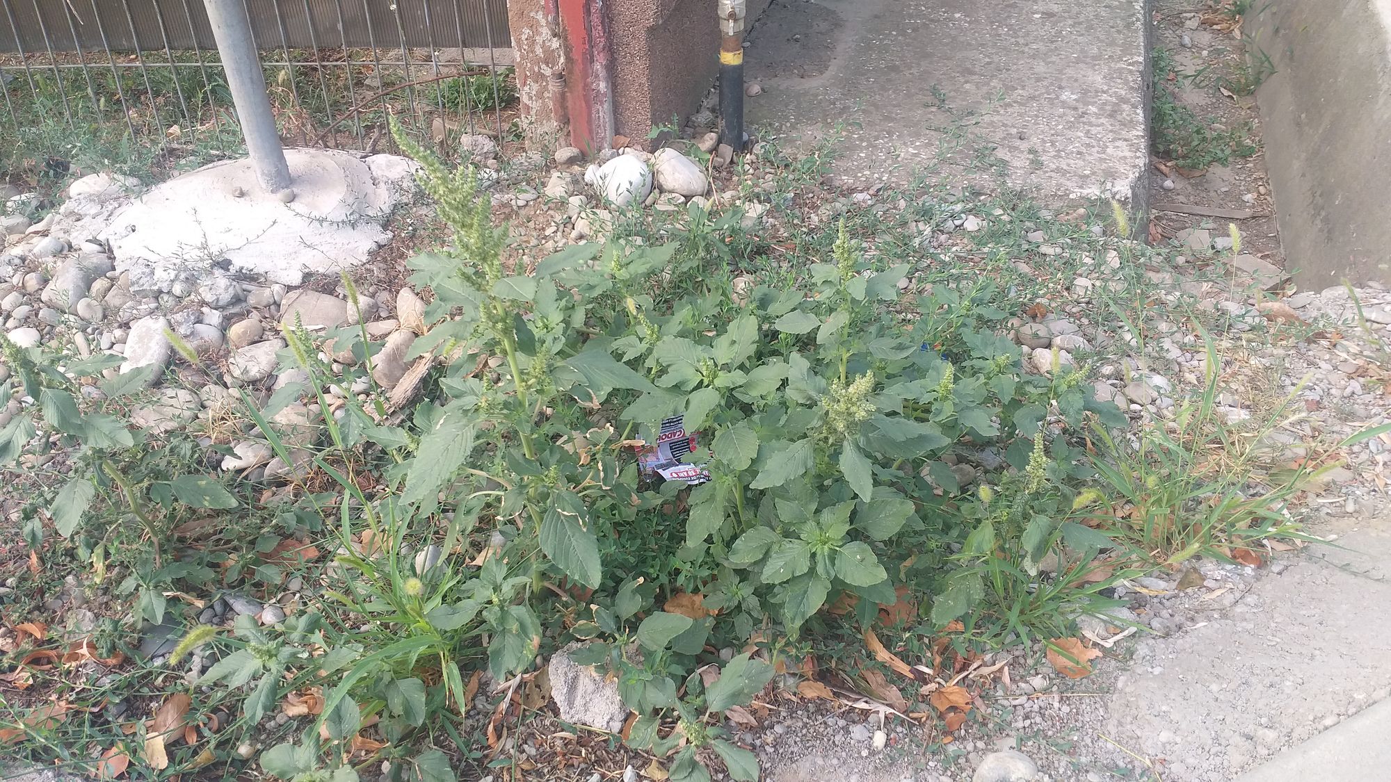 Ambrozie in Strada Crinului 17, Roșu, Comuna Chiajna, Județul Ilfov - 20230825_085536.jpg