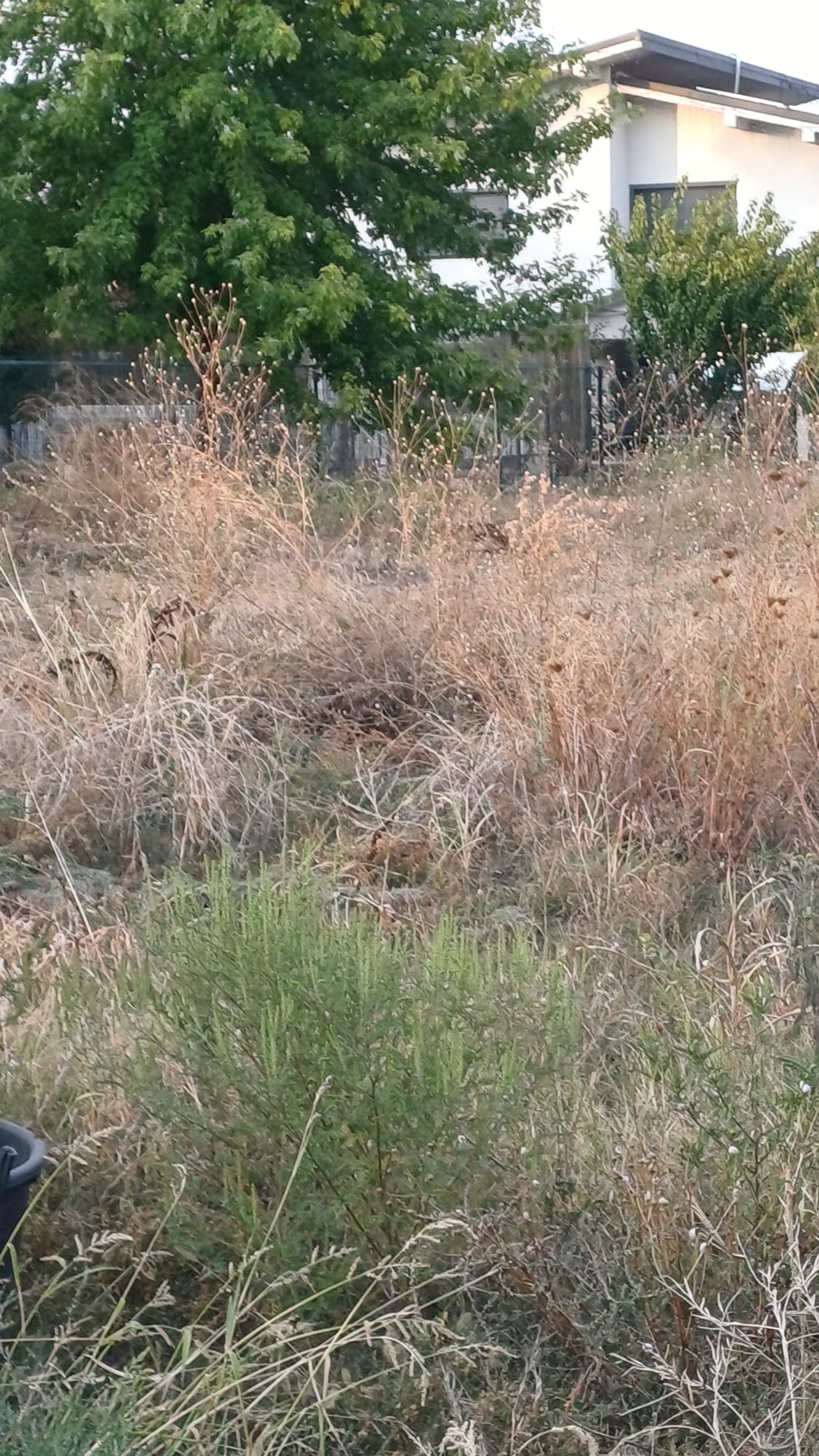 Ambrozie in Aleea Brândușei 15, Corbeanca, Comuna Corbeanca, Județul Ilfov - WhatsApp Image 2025-09-09 at 7.15.52 PM.jpeg