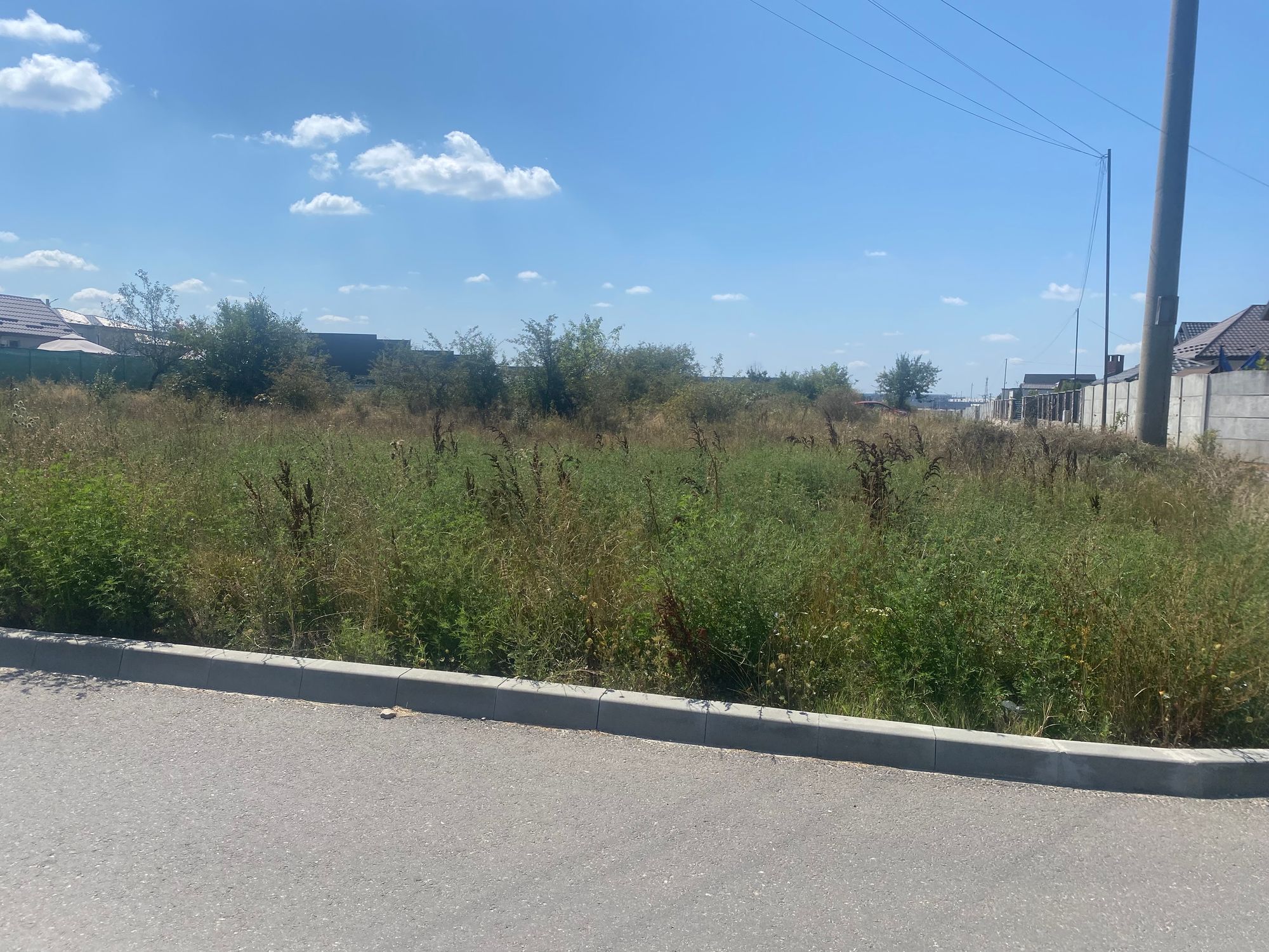 Ambrozie in Strada Egalitaţii 12a, Mioveni, Oraş Mioveni, Județul Argeș - IMG_0488.jpeg