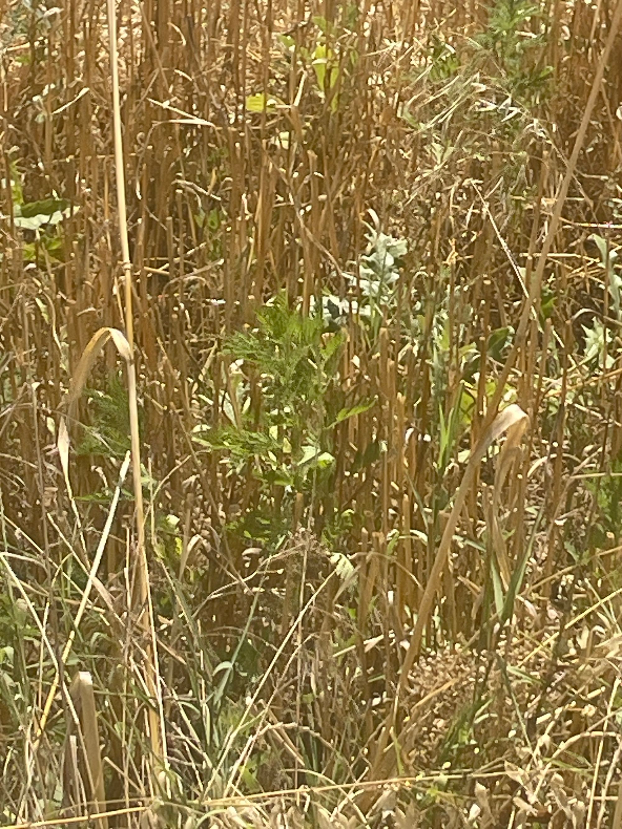 Ambrozie in Strada Poet George Țărnea nr. 7, Pantelimon, Oraş Pantelimon, Județul Ilfov - IMG_2863.jpeg