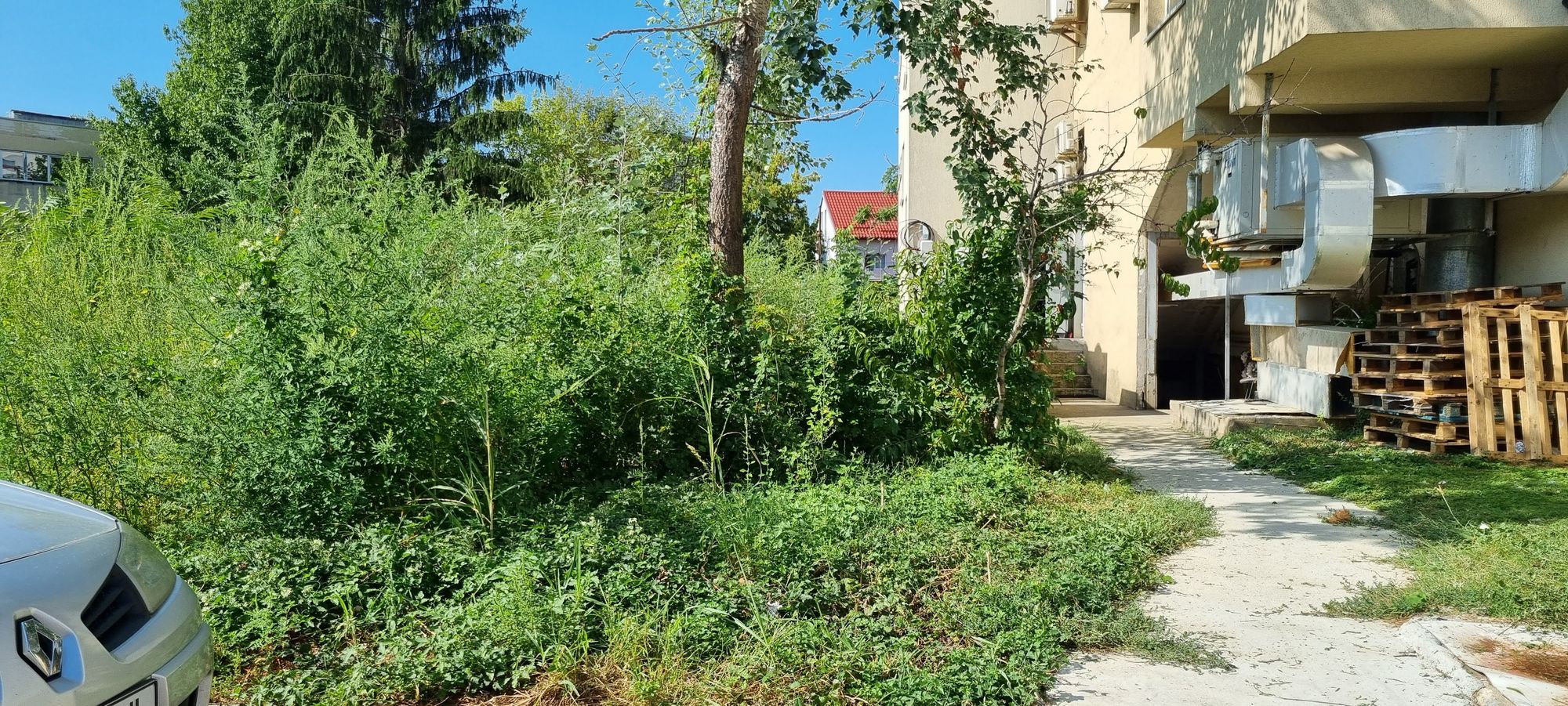 Ambrozie in Strada Arsenalului 9, Târgoviște, Municipiu Târgovişte, Județul Dâmbovița - 20230901_104628.jpg