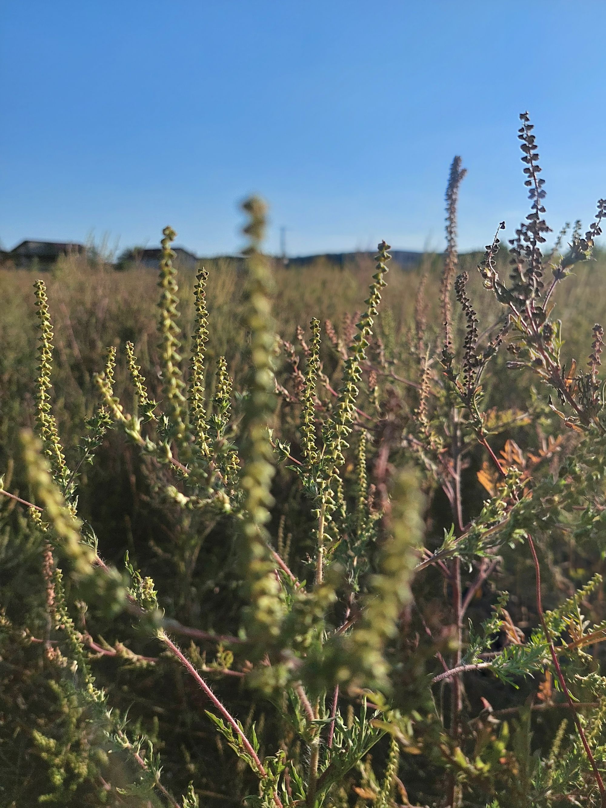 Ambrozie in Ghermănești, Comuna Snagov, Județul Ilfov