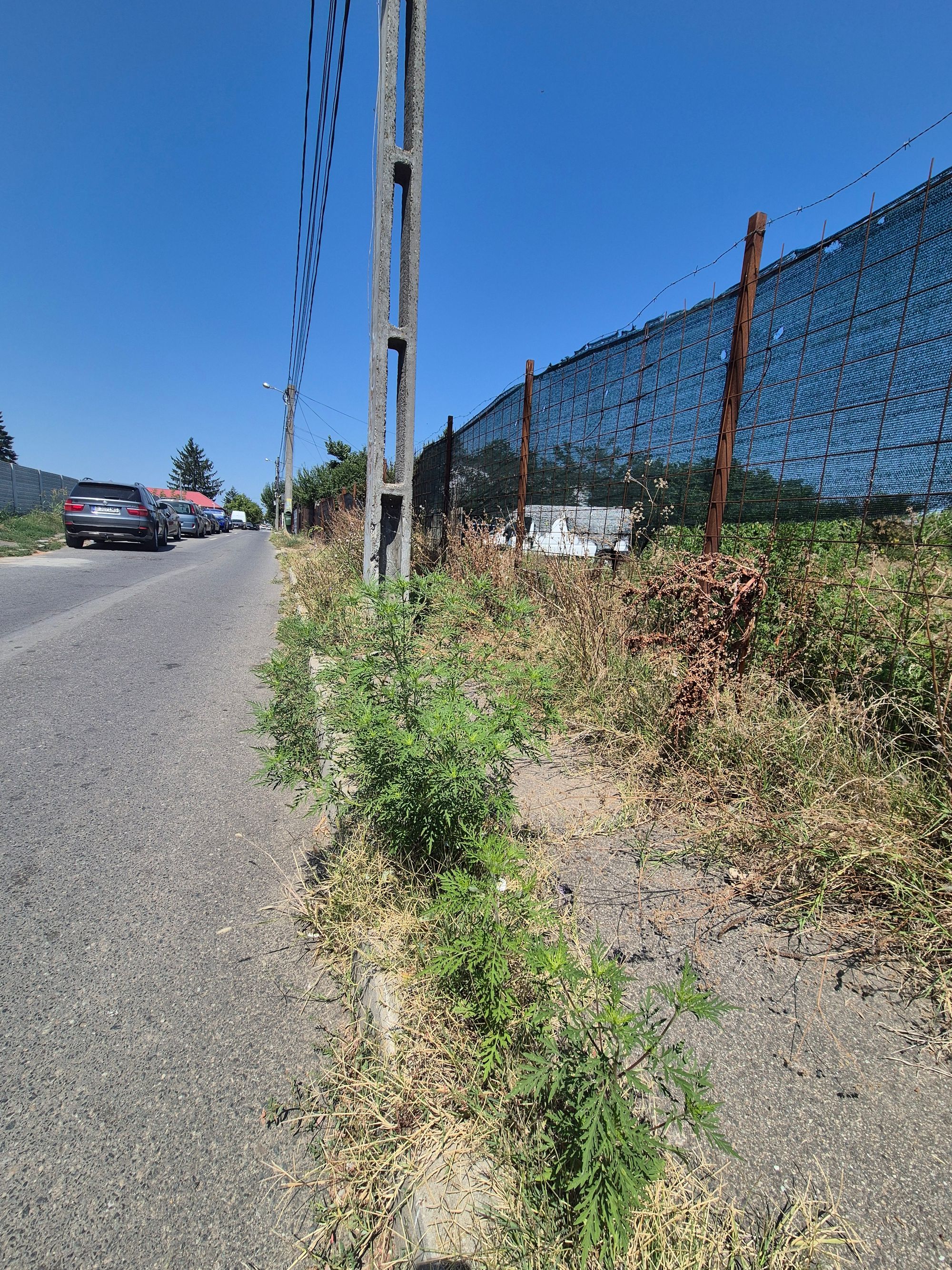 Ambrozie in Strada Aiud 52, Mogoșoaia, Municipiul București, București