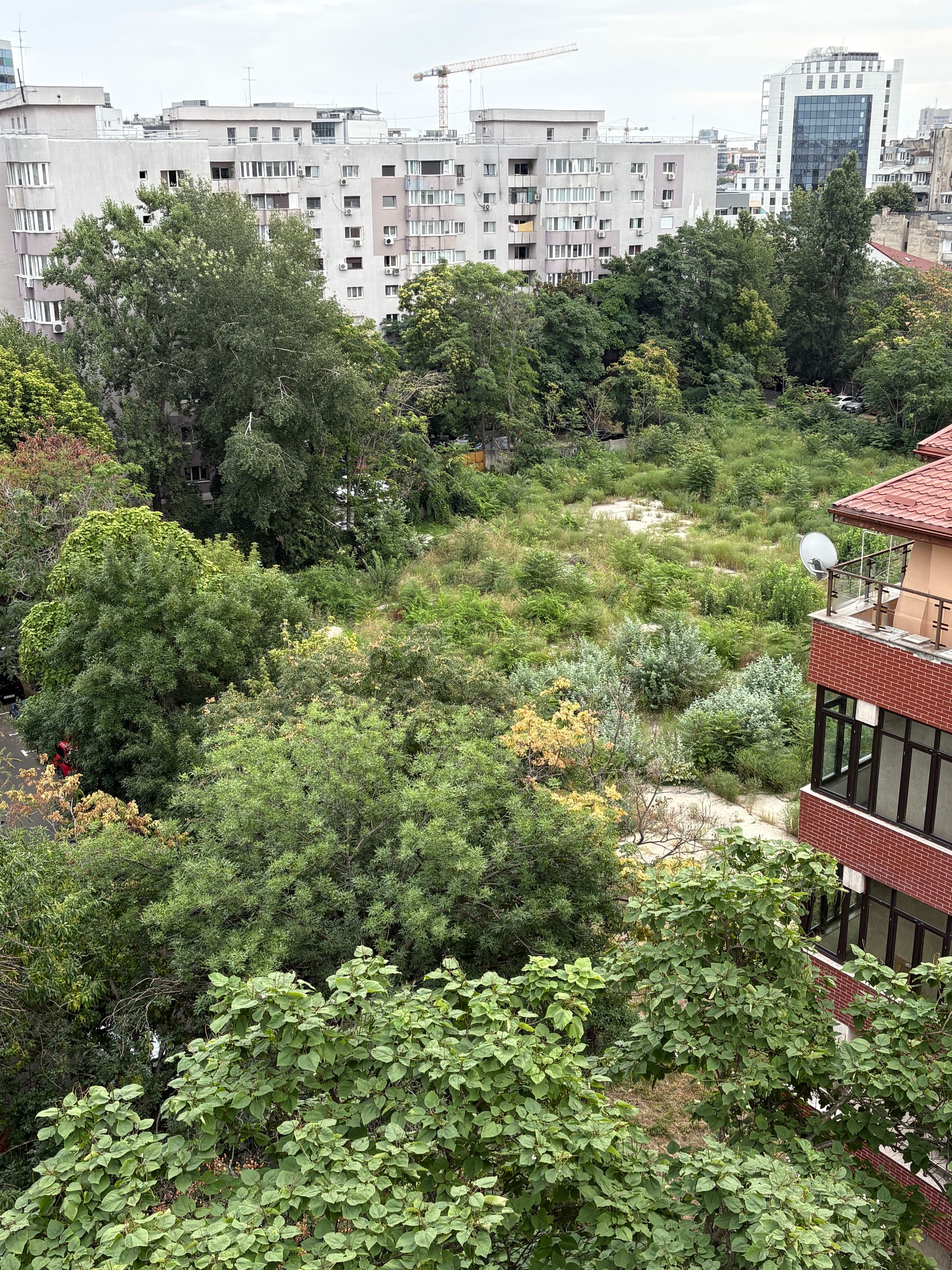 Ambrozie in Bulevardul Alexandru Ioan Cuza 28A, București, Municipiul București