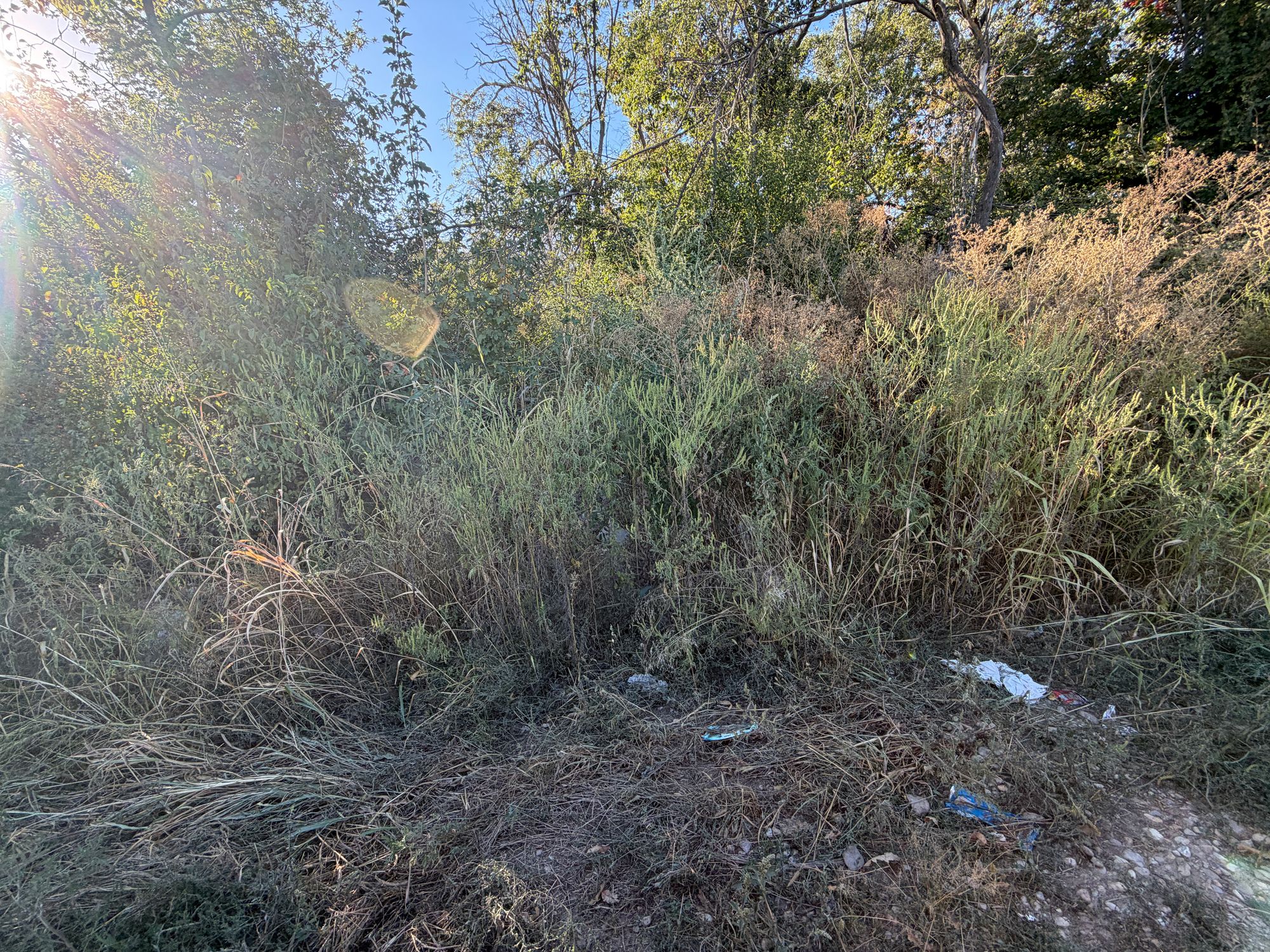 Ambrozie in DC146A 110, Săbăreni, Comuna Săbăreni, Județul Giurgiu