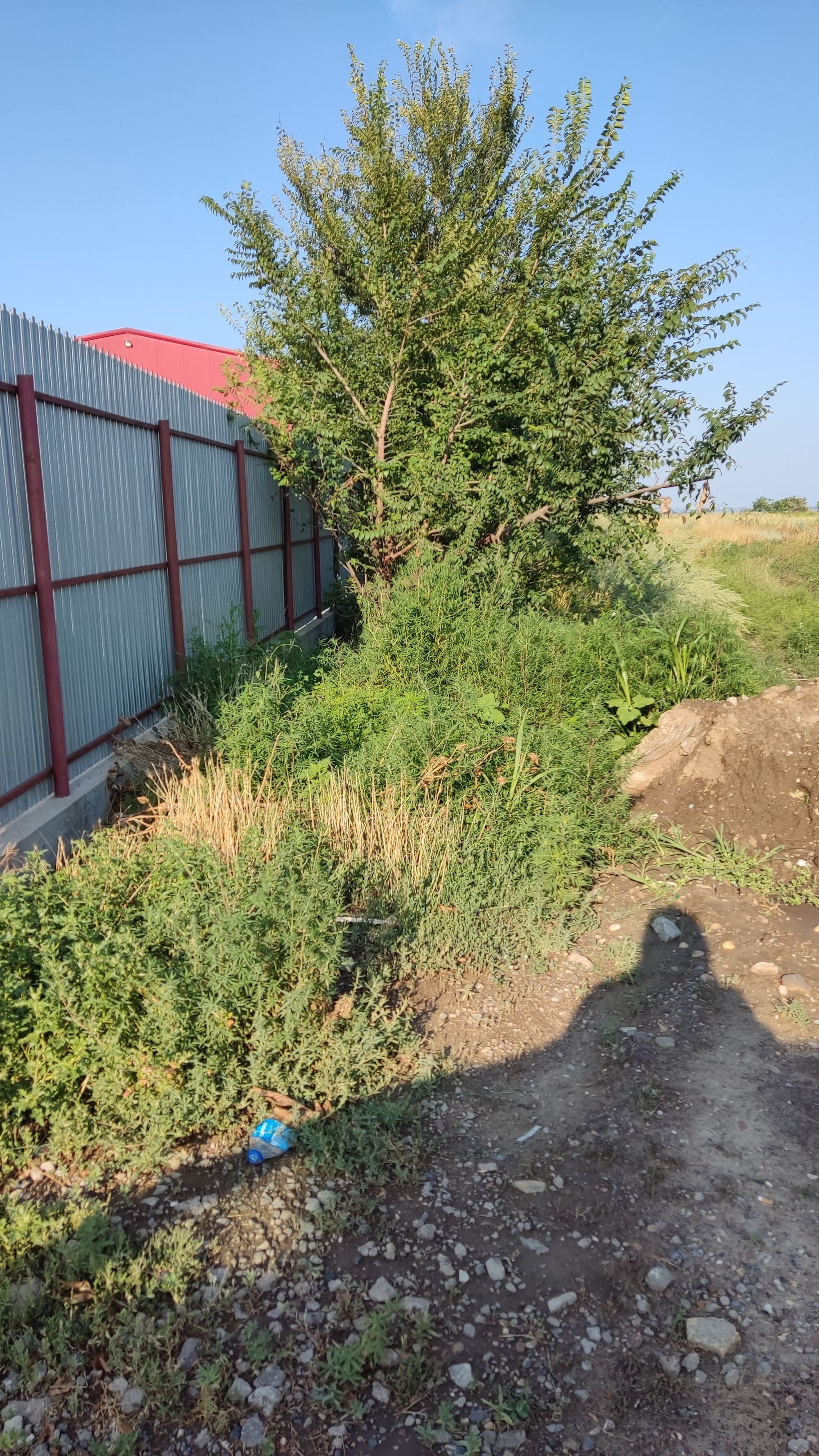 Ambrozie in Costi, Vanatori, Galați - IMG_20230723_182749.jpg