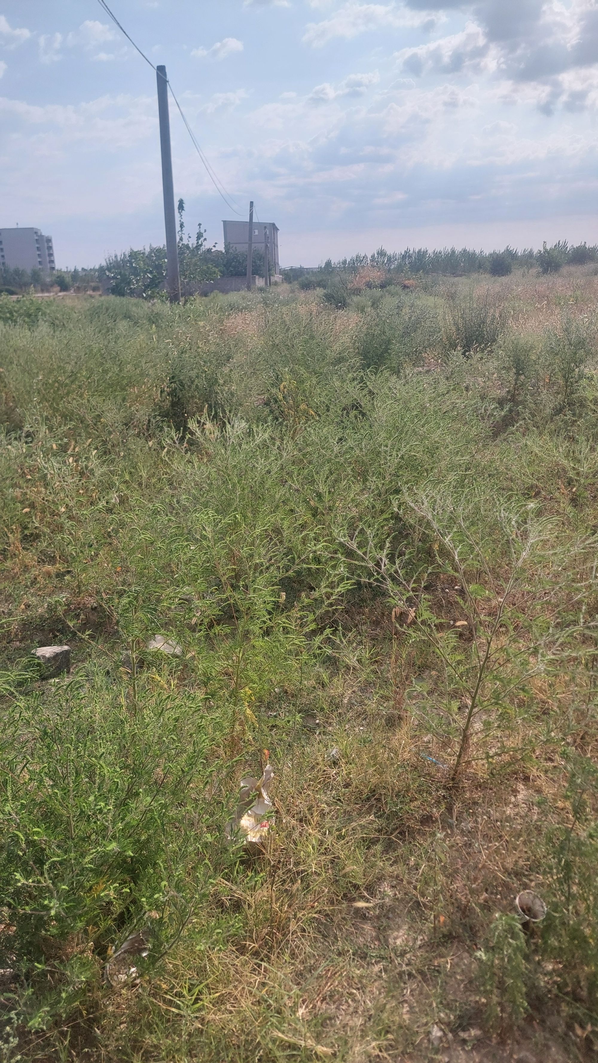 Ambrozie in Strada Drumul Gura Vladesei 16-18, București, Municipiul București - 1000123552.jpg