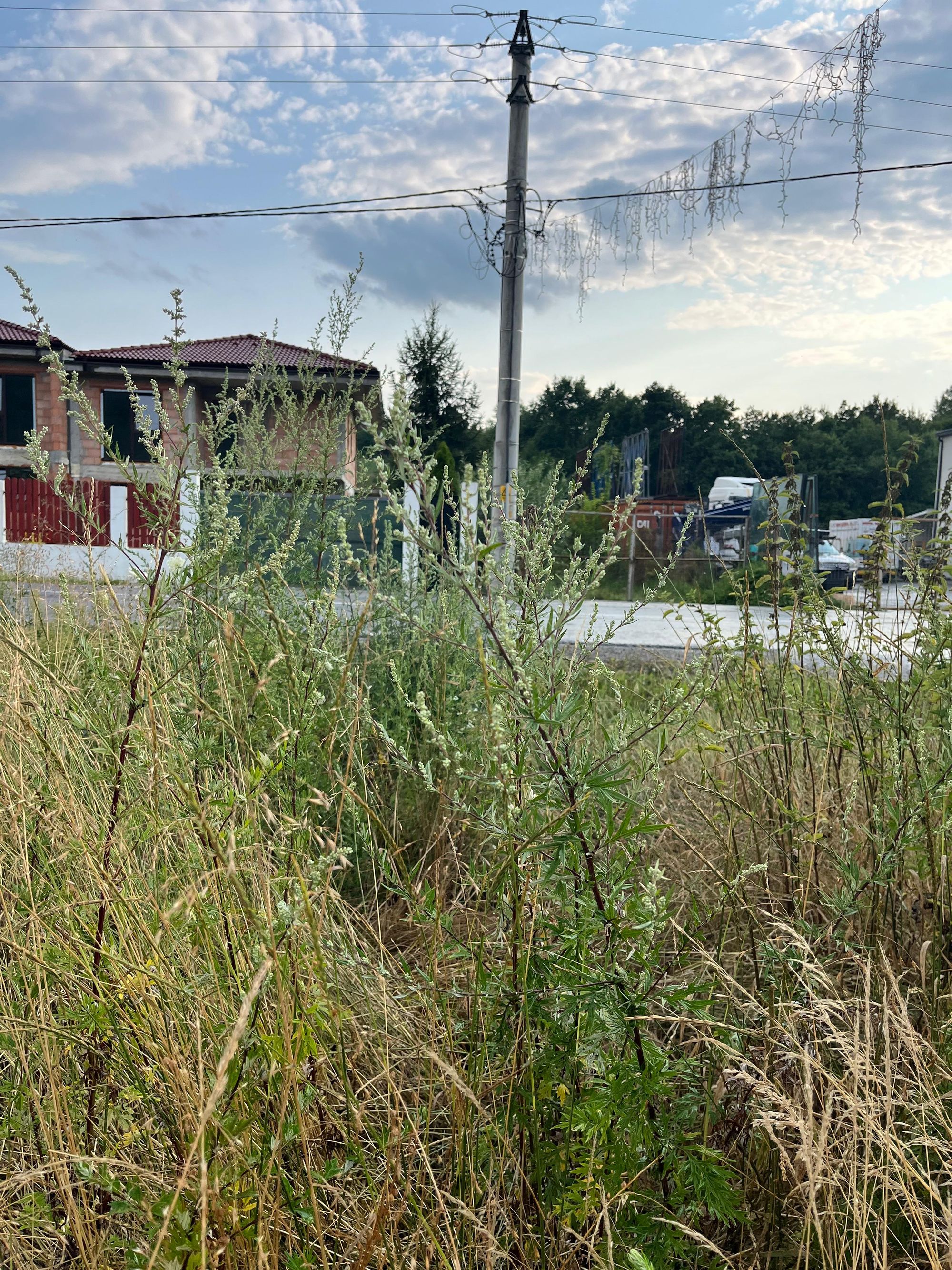 Ambrozie in Strada Principală 799, Luna de Sus, Comuna Florești, Județul Cluj - 7b3572ff-239c-4f58-9b10-7f67b732bca3.jpeg