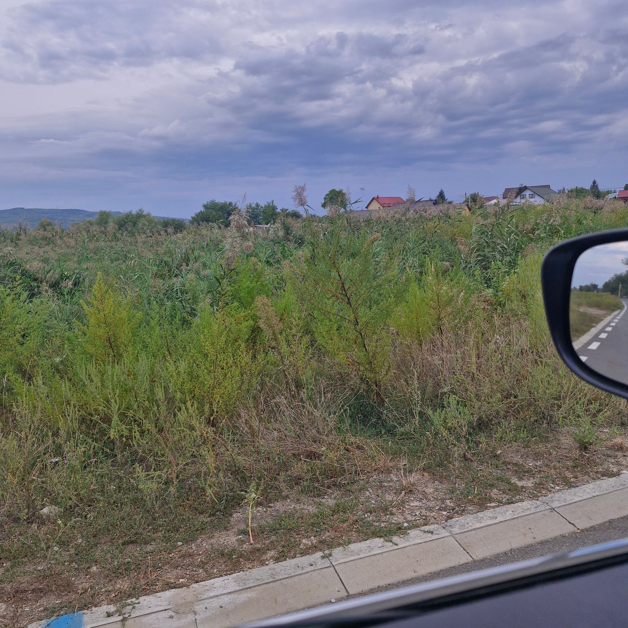 Ambrozie in Holboca, Comuna Holboca, Județul Iași - 1000020755.jpg