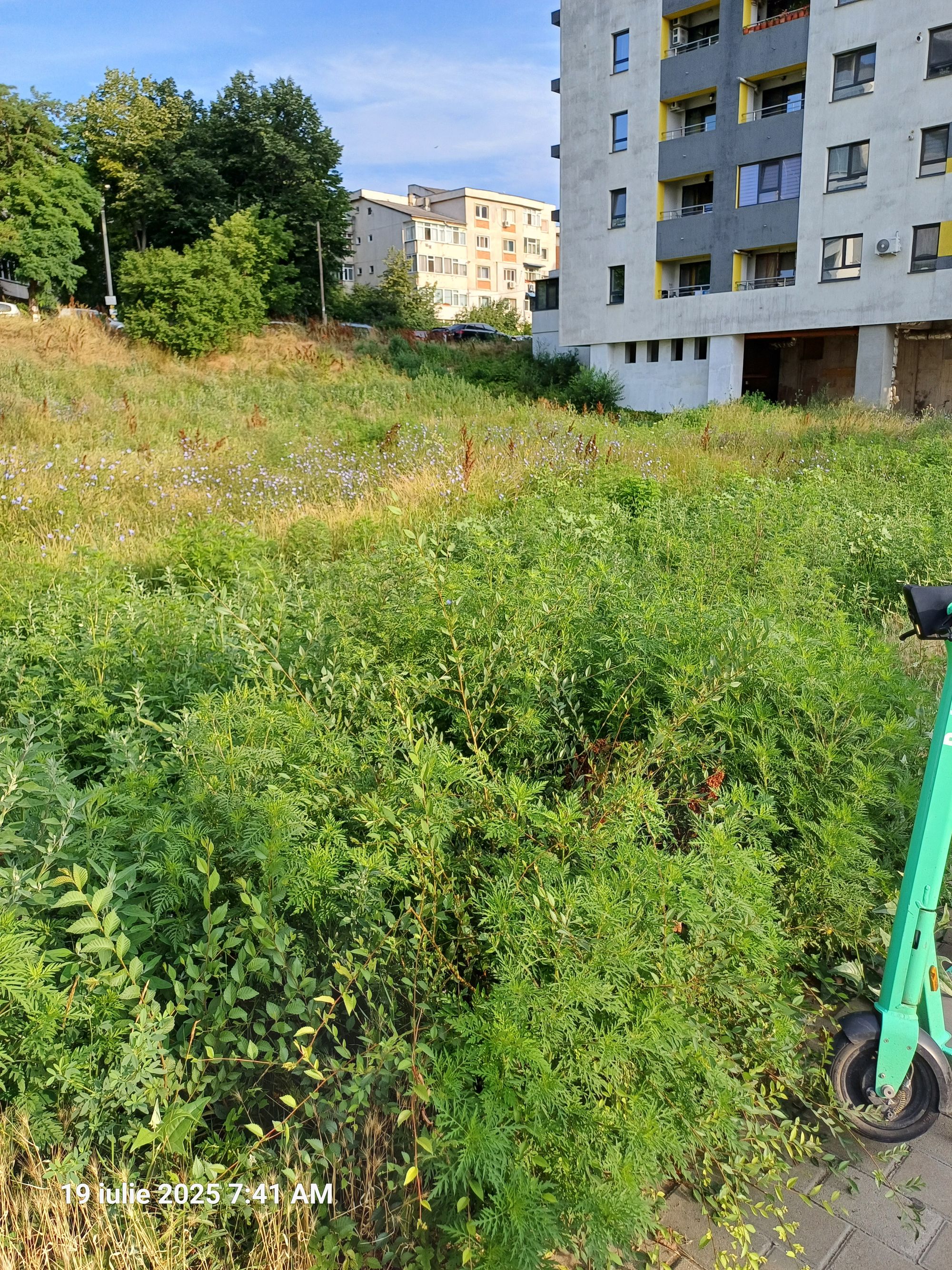 Ambrozie in Șoseaua Nicolina 120a, Iași, Municipiu Iaşi, Județul Iași
