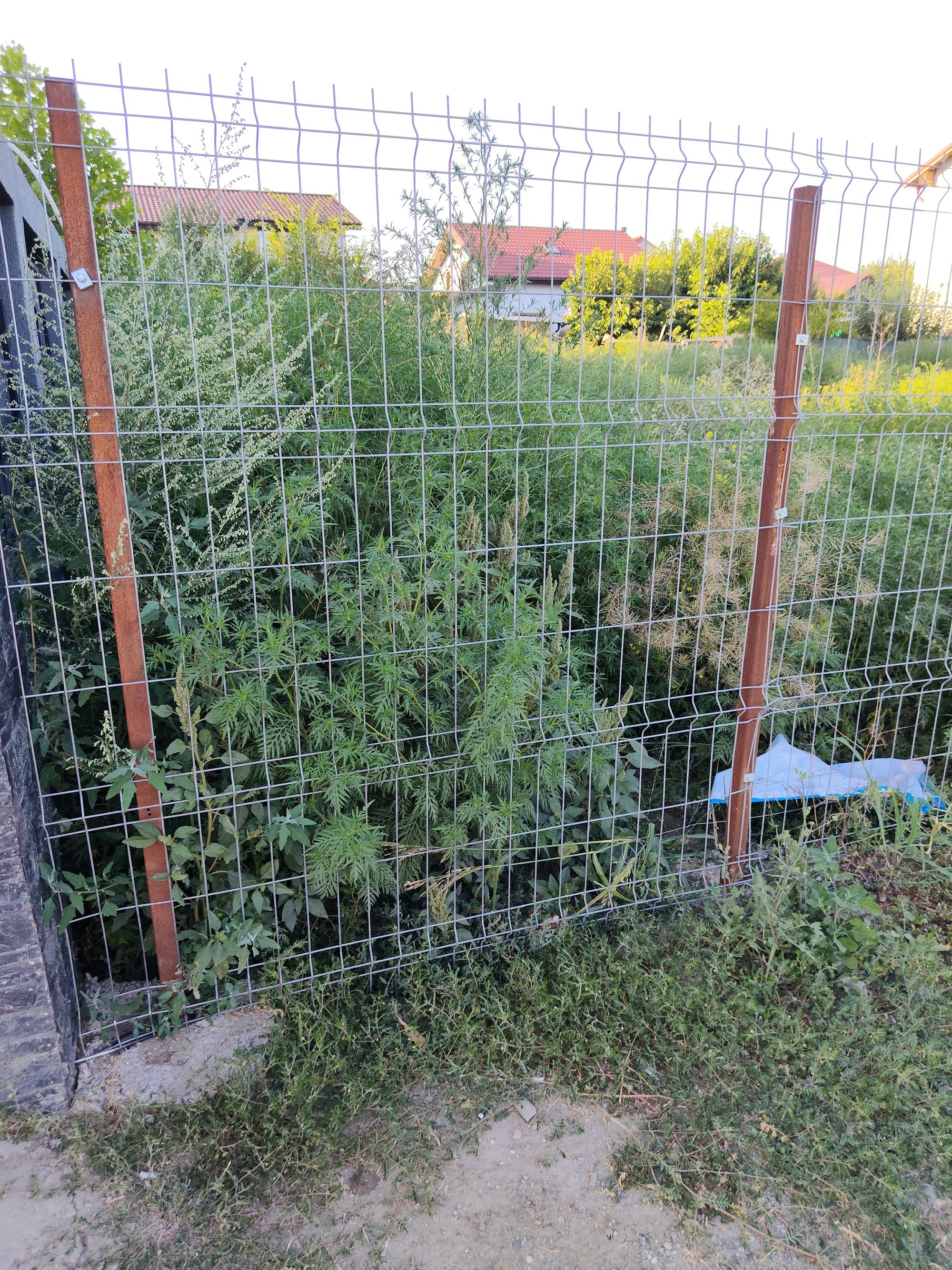 Ambrozie in Strada Poligonului 42, Comuna Vânători, Județul Galați