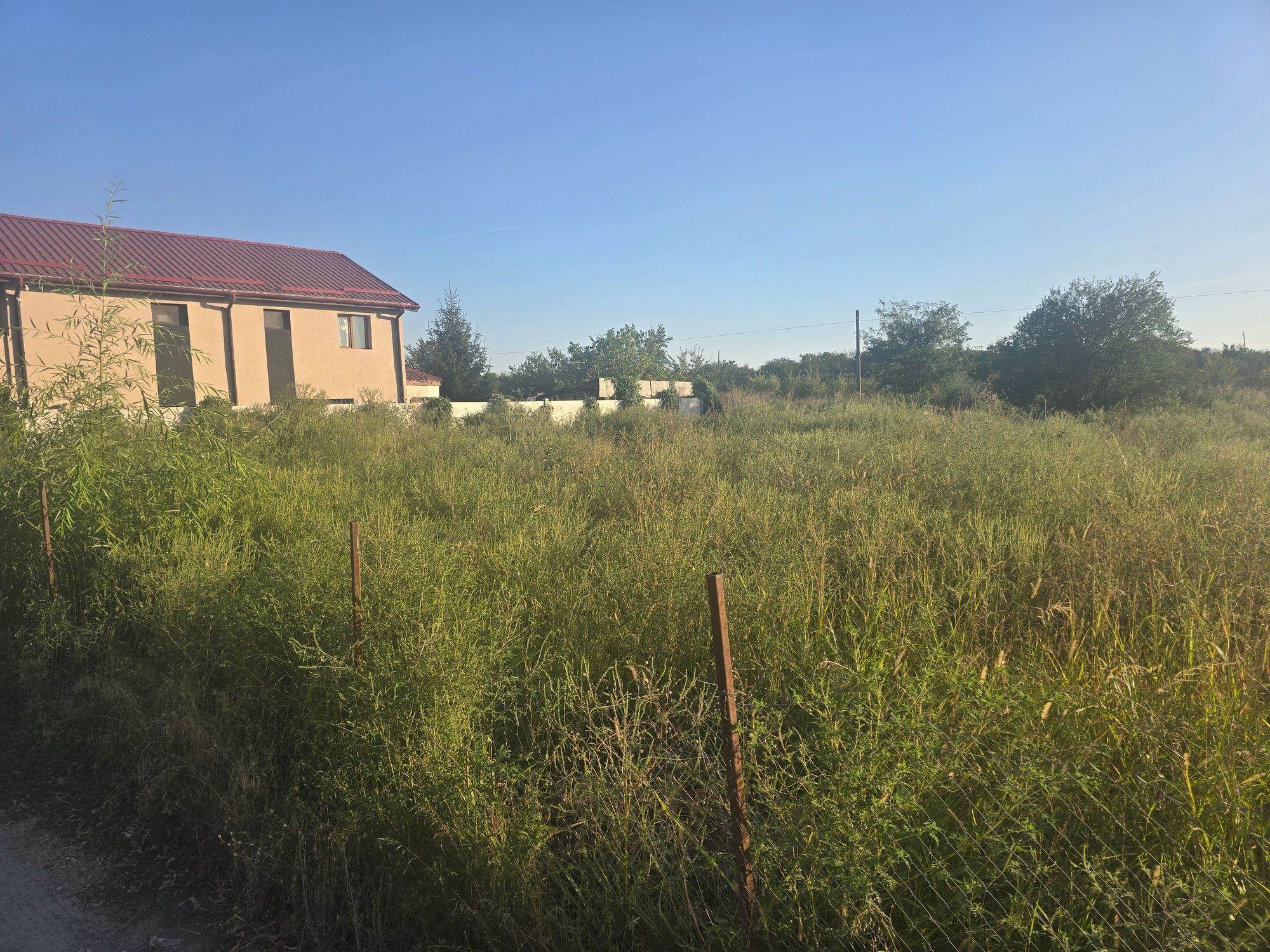 Ambrozie in Str. Râul Doamnei 15, Bragadiru, Oraș Bragadiru, Județul Ilfov - 20260909_182127.jpg