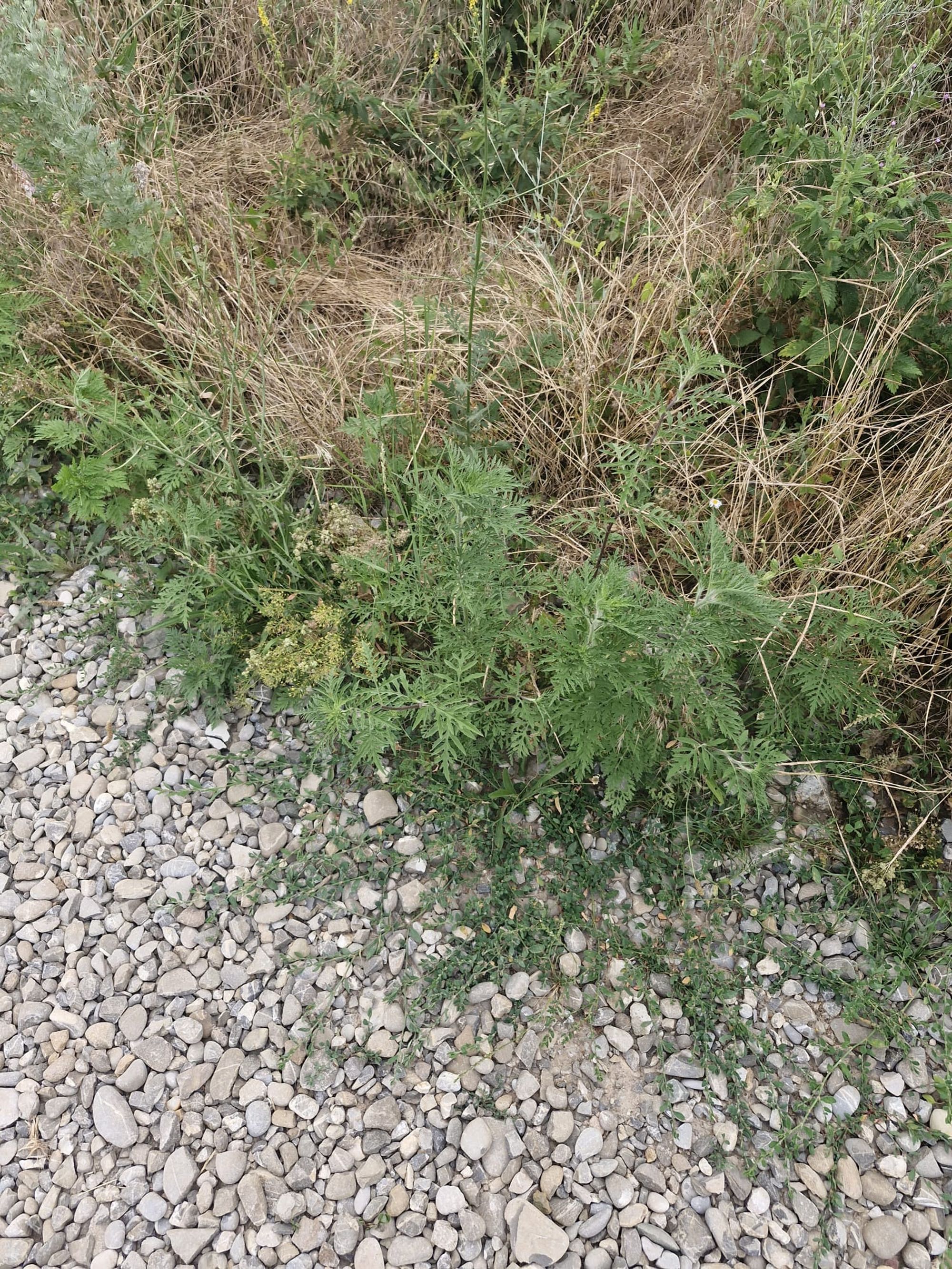 Ambrozie in Strada Mărgelelor 38V, Bragadiru, Oraș Bragadiru, Județul Ilfov - WhatsApp Image 2026-06-26 at 9.56.27 AM.jpeg