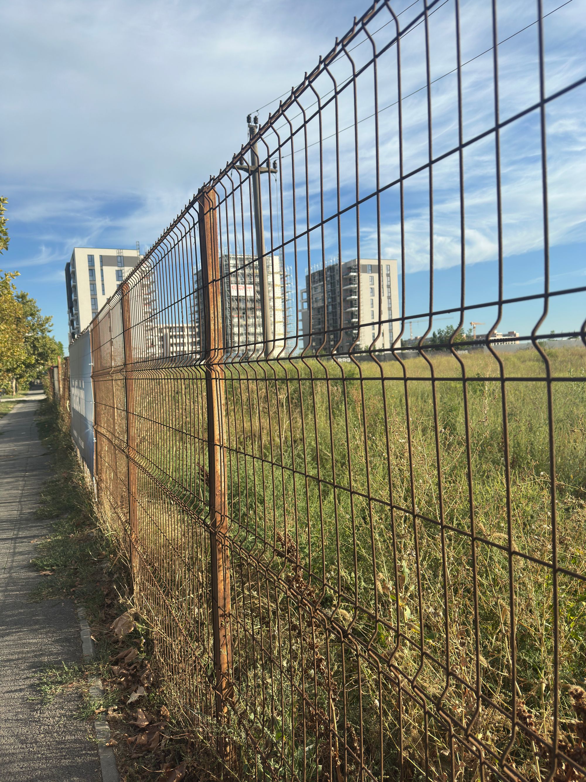 Ambrozie in Șoseaua București - Târgoviște 16, Mogoșoaia, Municipiul București, București - IMG_3631.jpeg