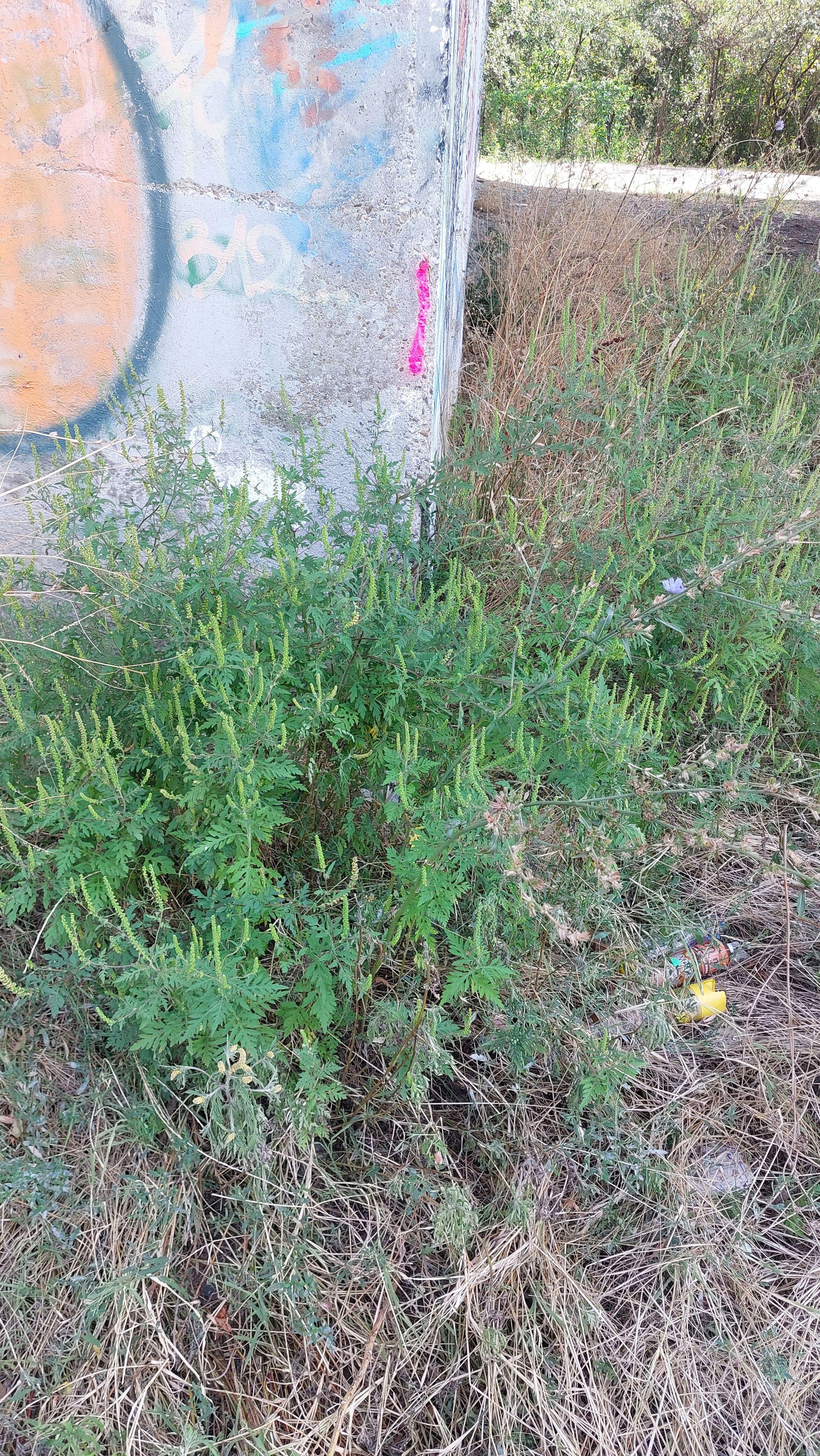 Ambrozie in Bulevardul București 84, Ploiești, Municipiu Ploieşti, Județul Prahova - 20250903_111736.jpg