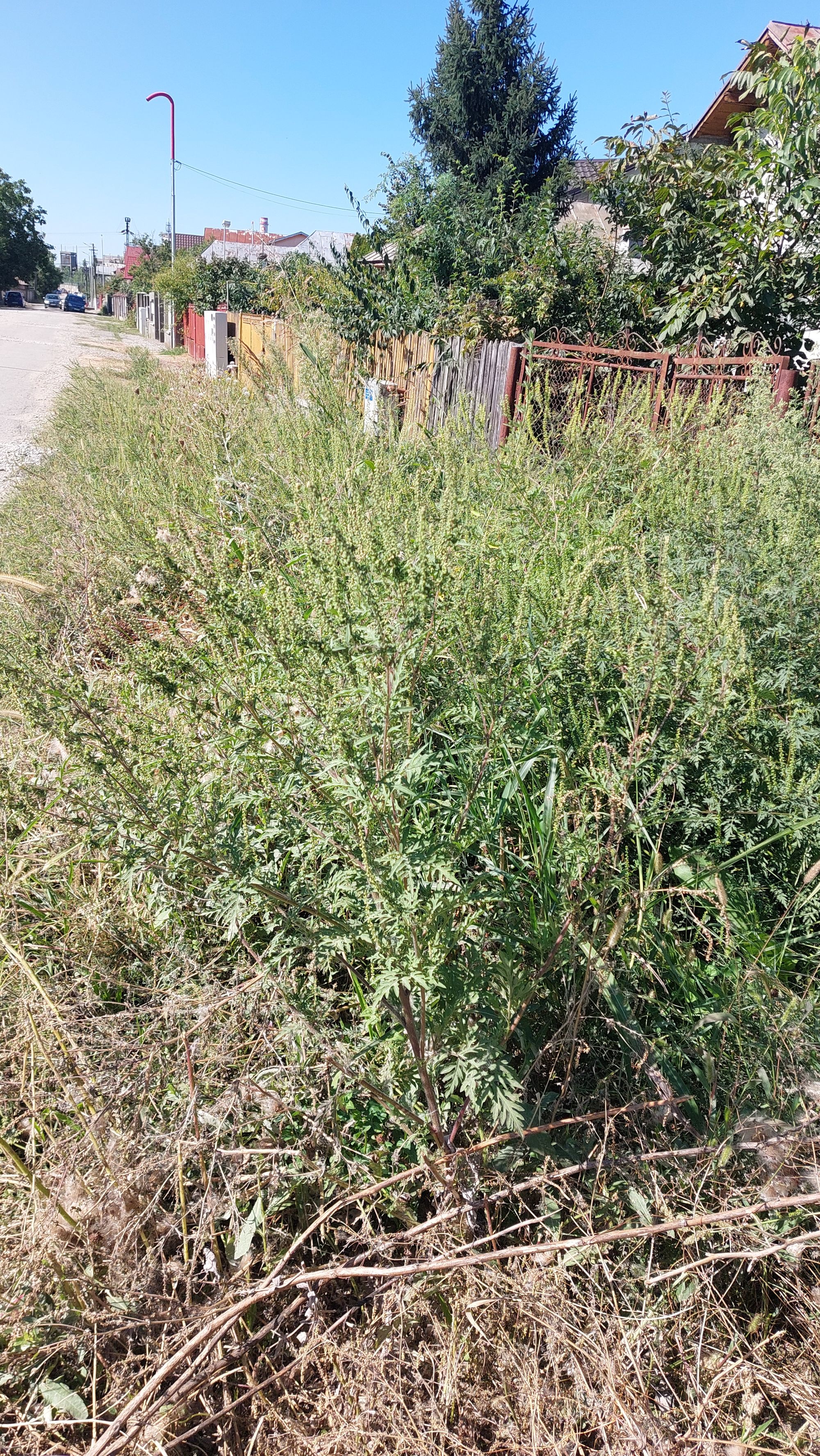 Ambrozie in Strada Toma Alimoș 12, Blejoi, Comuna Blejoi, Județul Prahova - 1000171758.jpg
