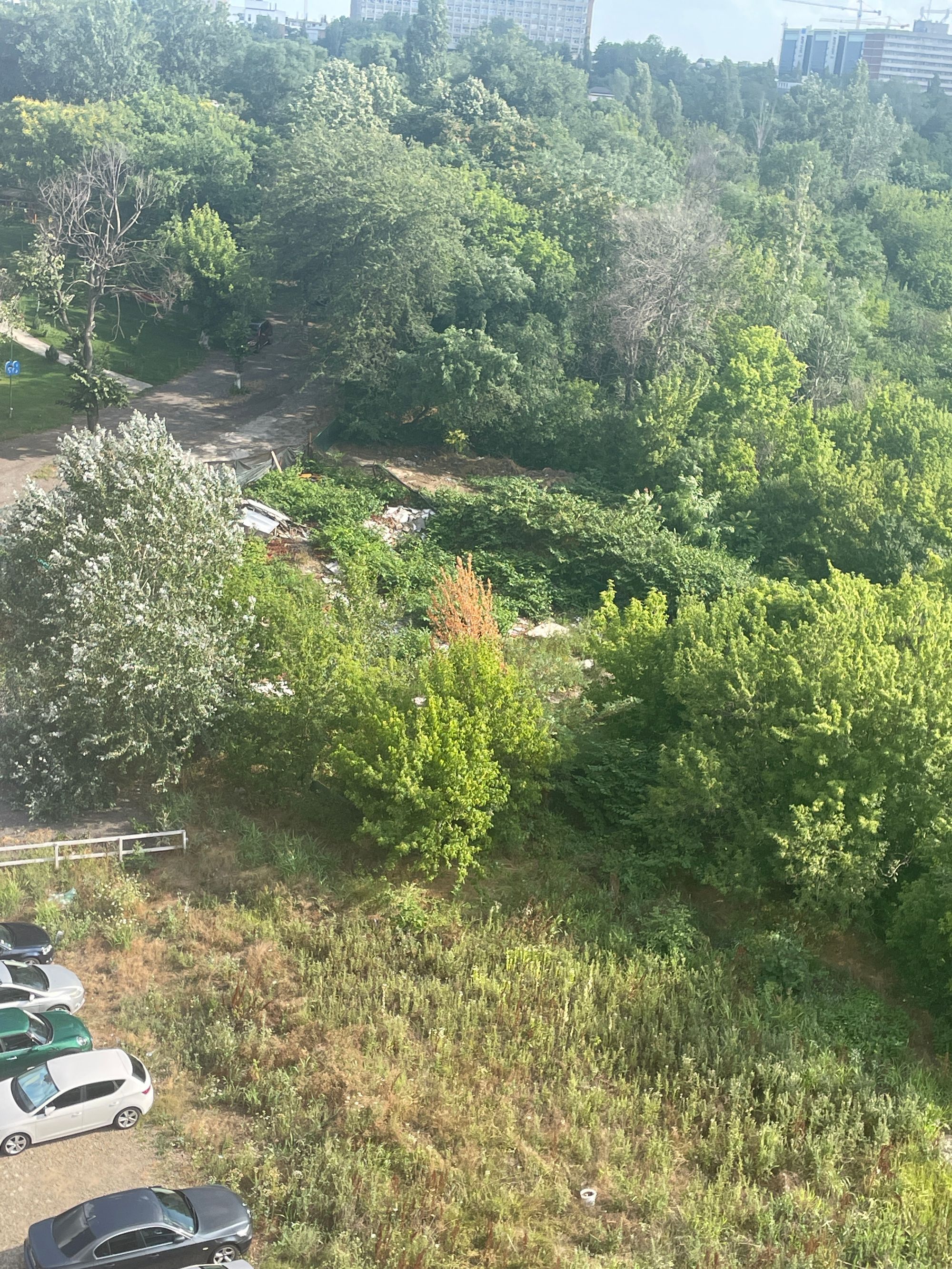 Ambrozie in Șoseaua Grozăvești 54F, București, Municipiul București - image.jpg