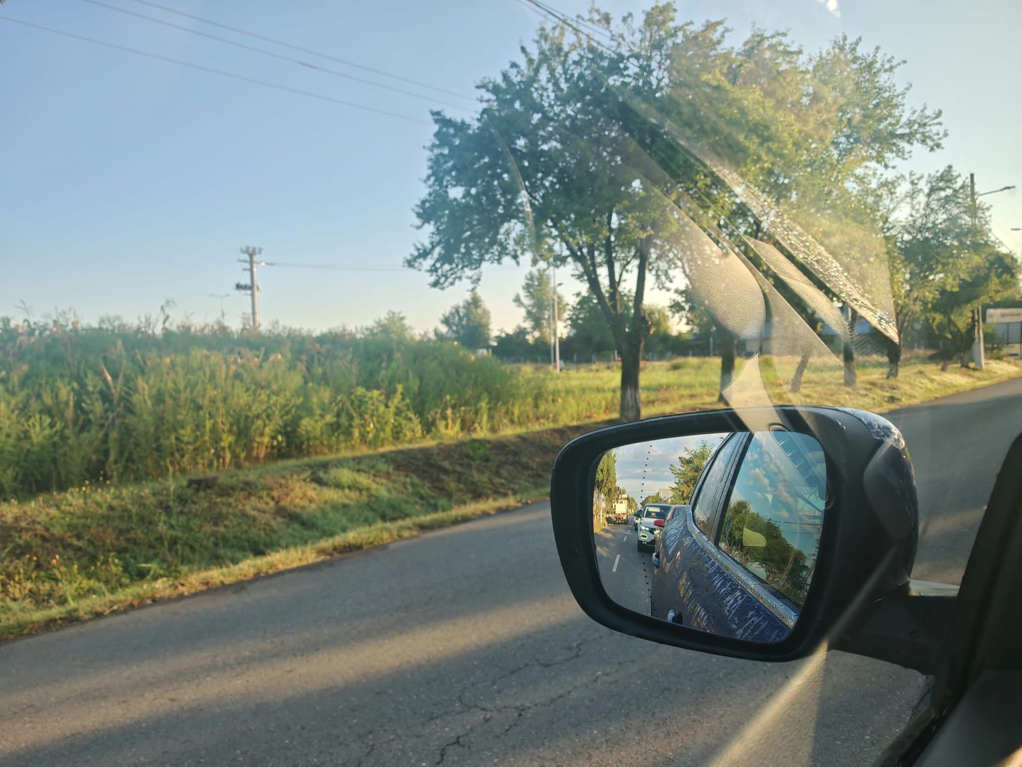 Ambrozie in Ploiești, Municipiu Ploiești, Județul Prahova - inbound3150401271943164700.jpg