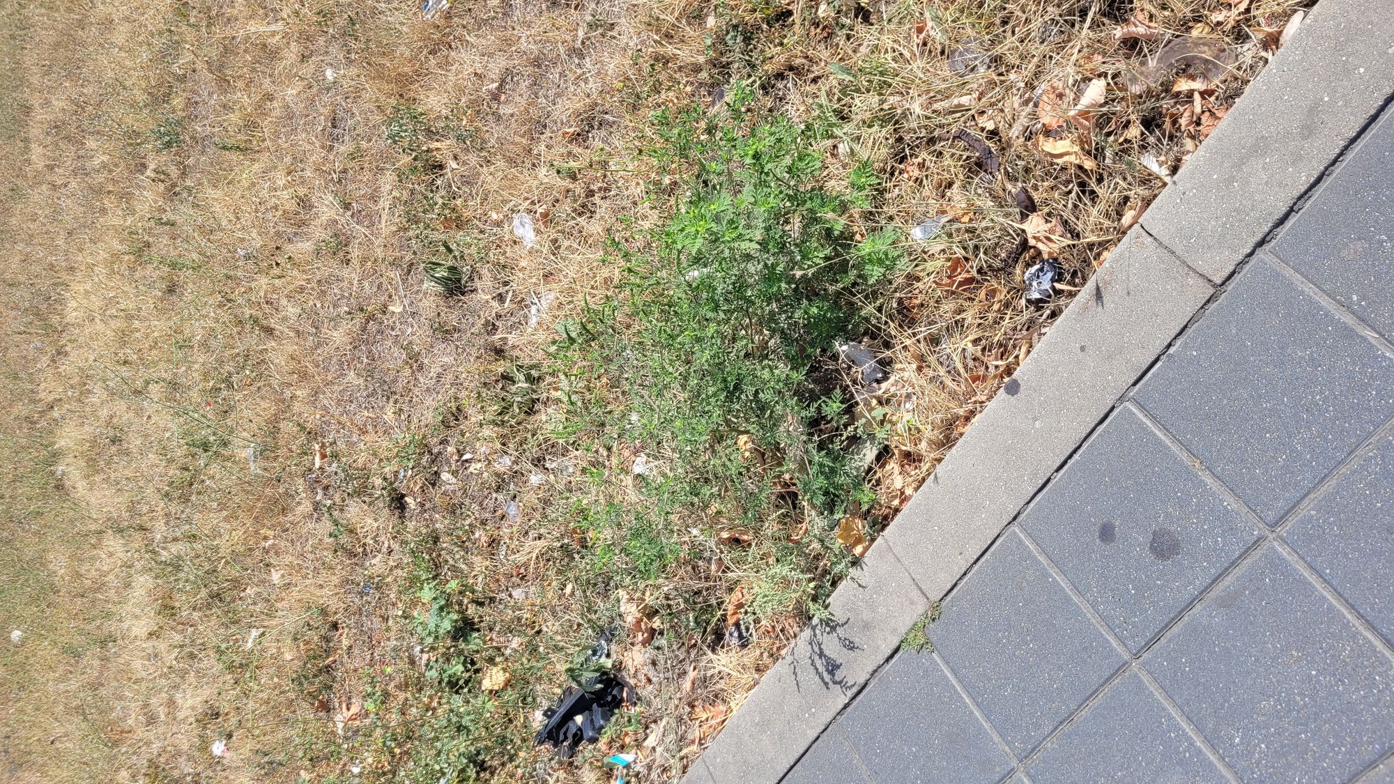 Ambrozie in Ploiești, Municipiu Ploieşti, Județul Prahova - 20230905_124044.jpg