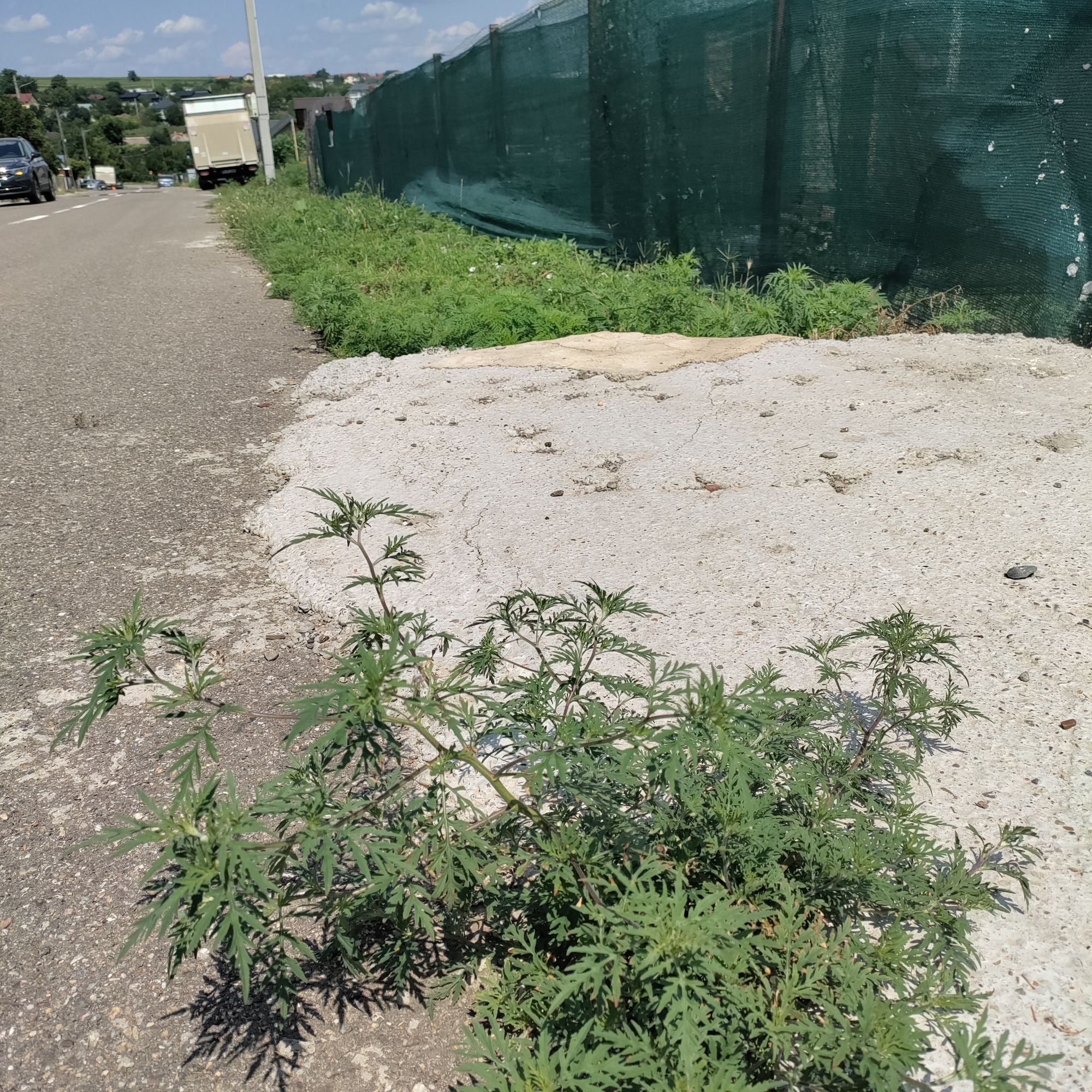 Ambrozie in Strada Parcului, Ciurbești, Comuna Miroslava, Județul Iași - IMG_20230723_142739.jpg