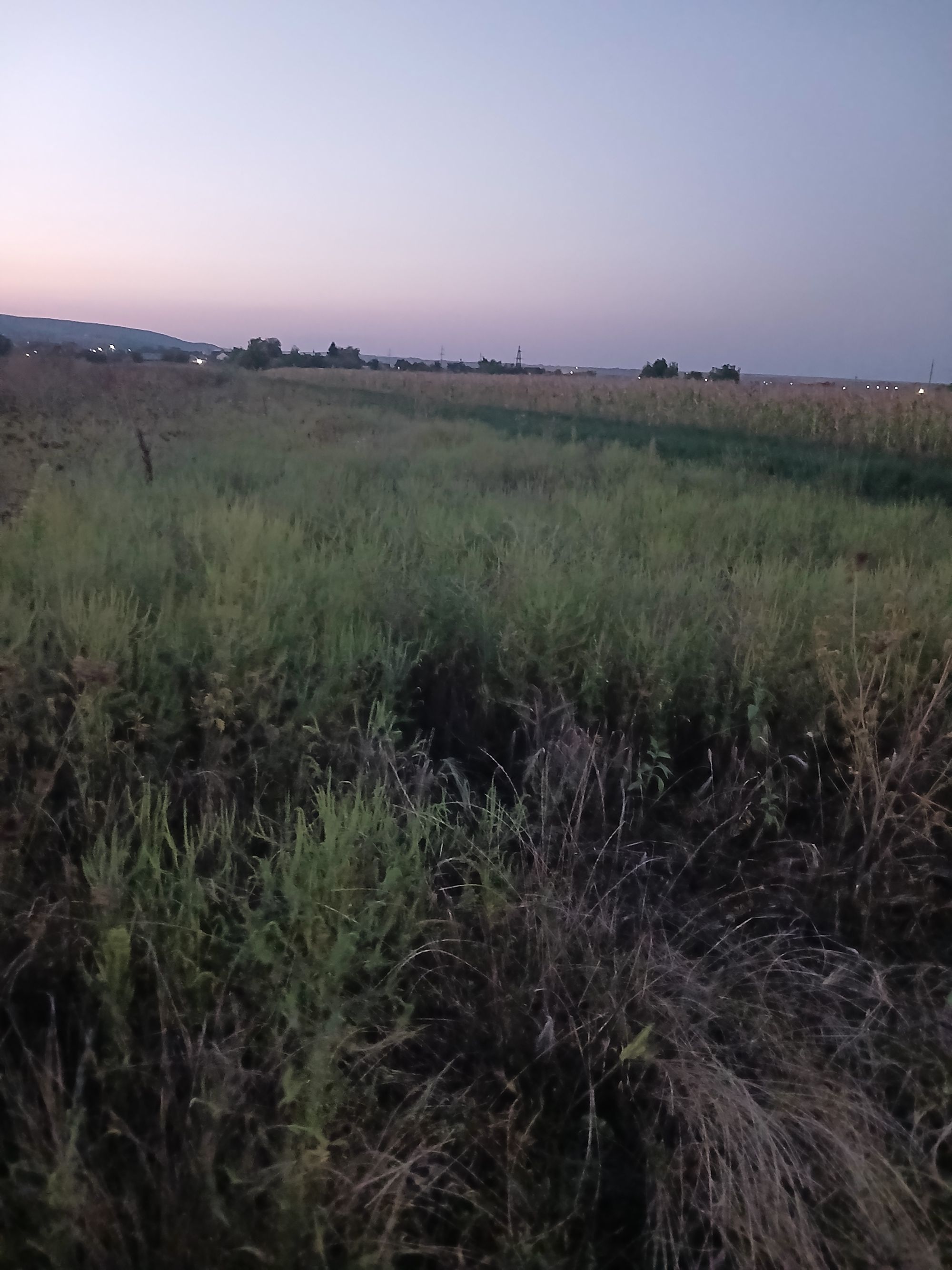 Ambrozie in Strada Bujorului, Mărgineni, Comuna Mărgineni, Județul Bacău