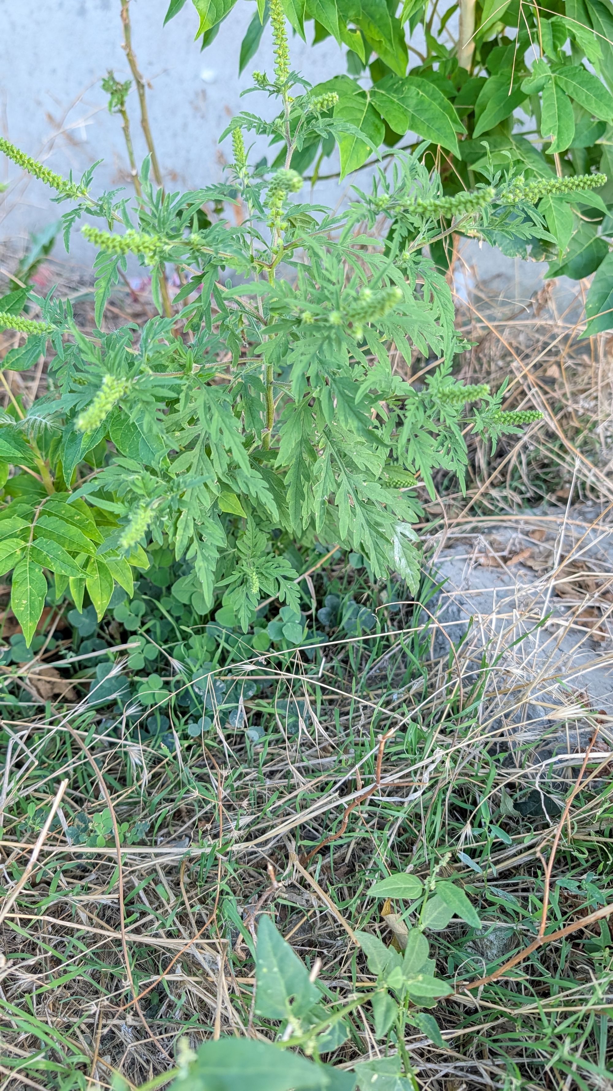 Ambrozie in Aleea Murelor 7, Constanța, Municipiu Constanța, Județul Constanța - 78057.jpg
