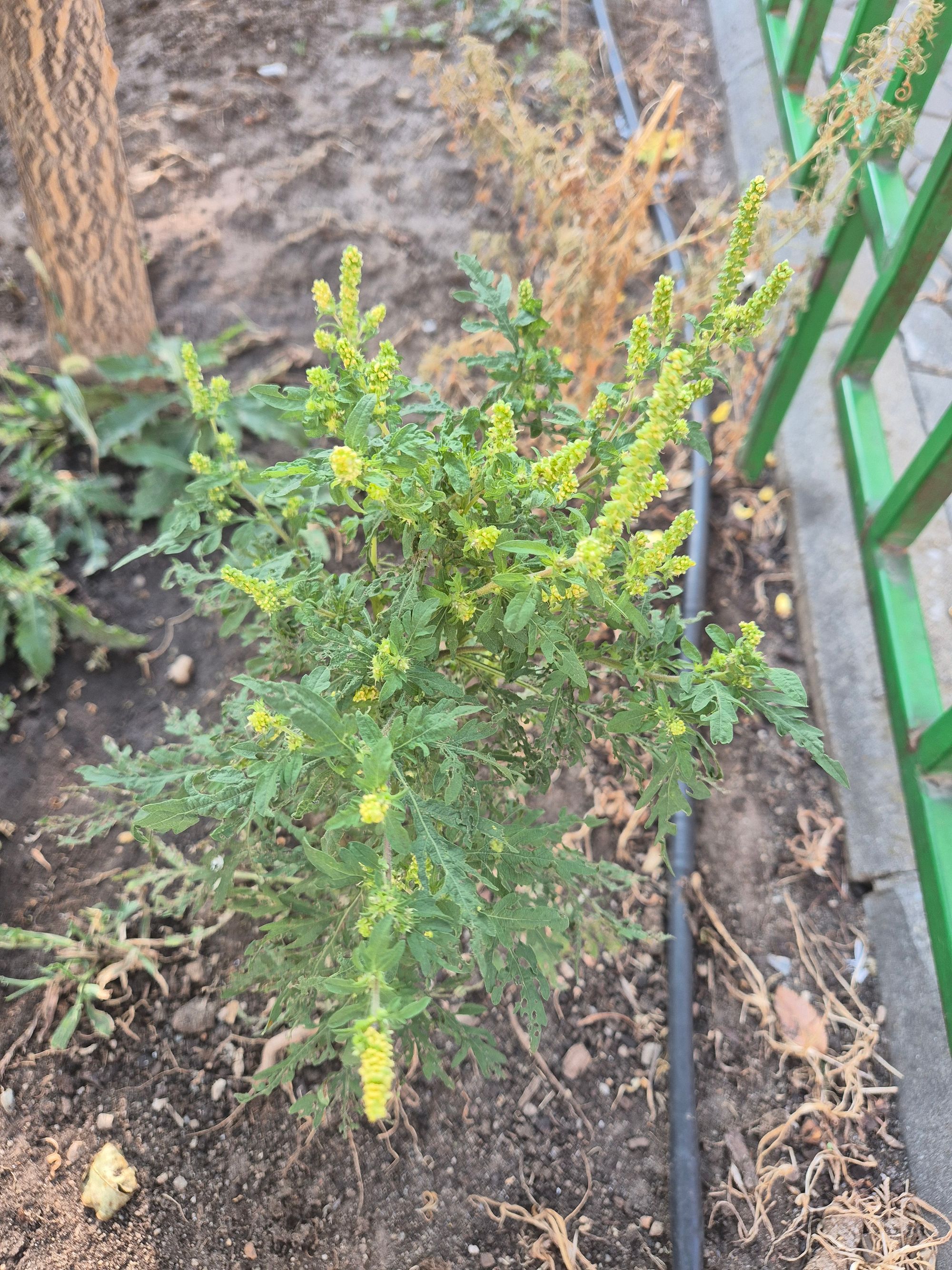 Ambrozie in Splaiul Independenței 202h, București, Municipiul București - 20250909_092128.jpg