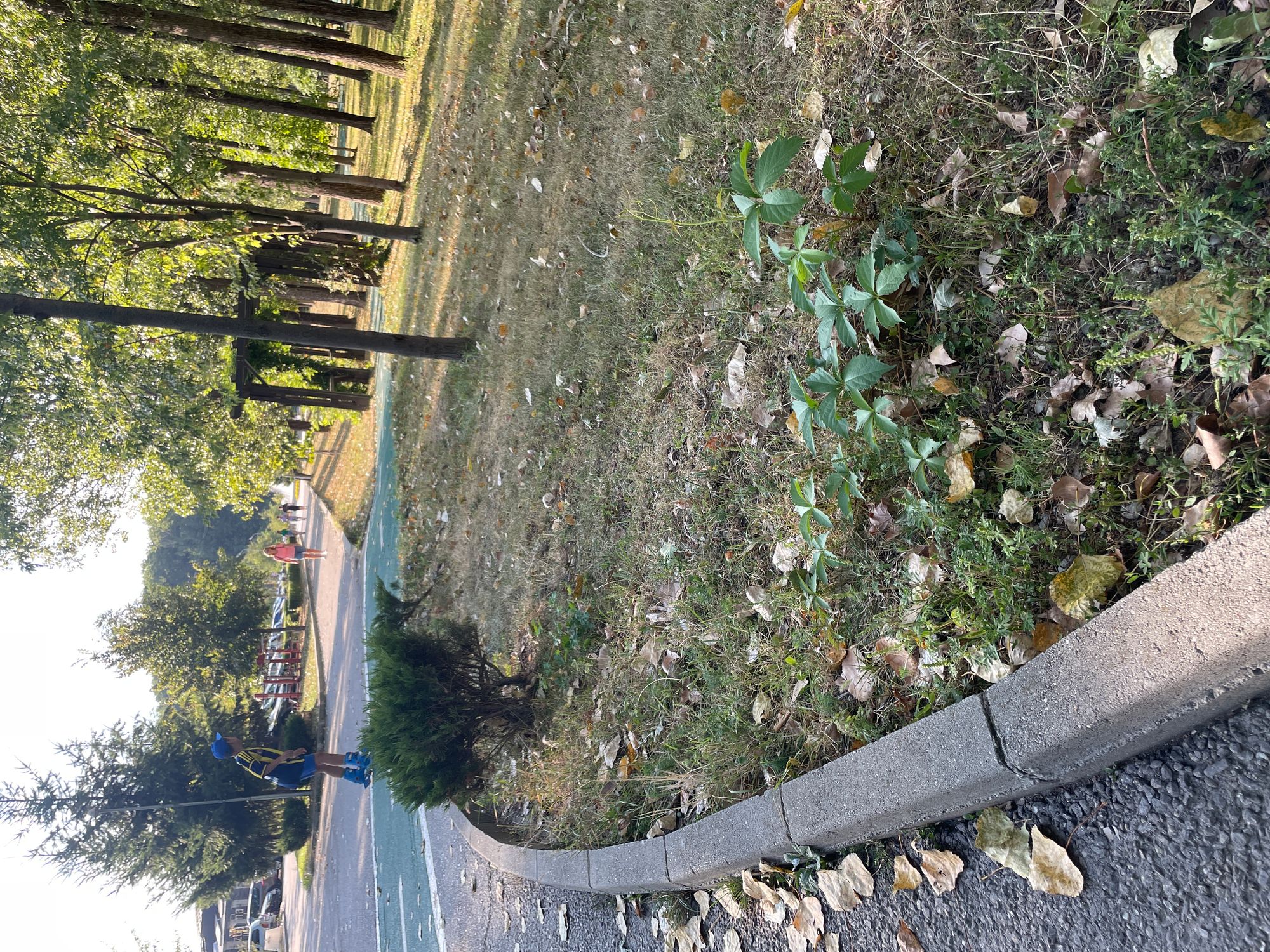 Ambrozie in Strada Depozitelor 2, Pitești, Municipiu Piteşti, Județul Argeș - image.jpg