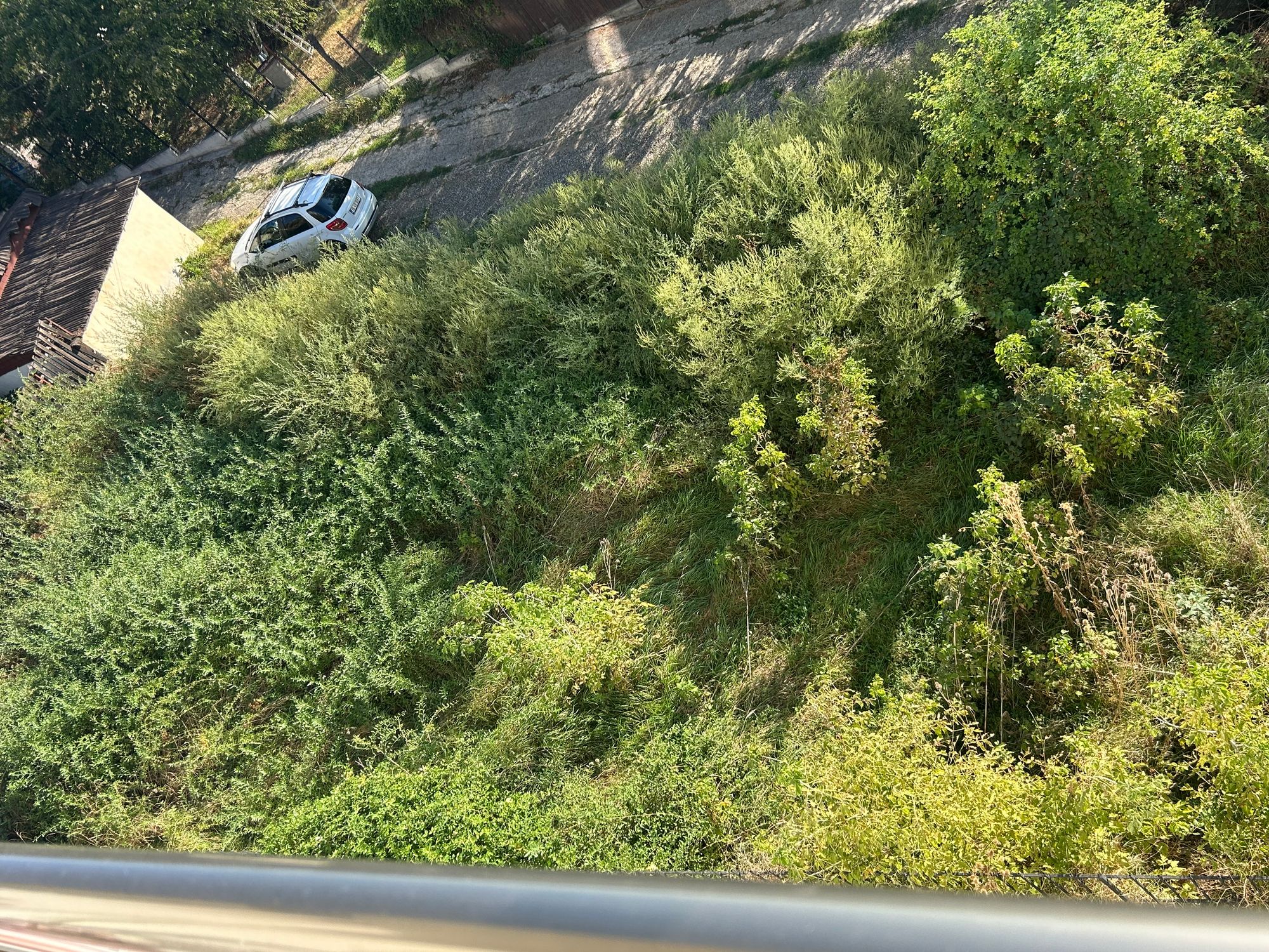 Ambrozie in Strada Vișan 44, Iași, Municipiu Iaşi, Județul Iași - IMG_7221.jpeg