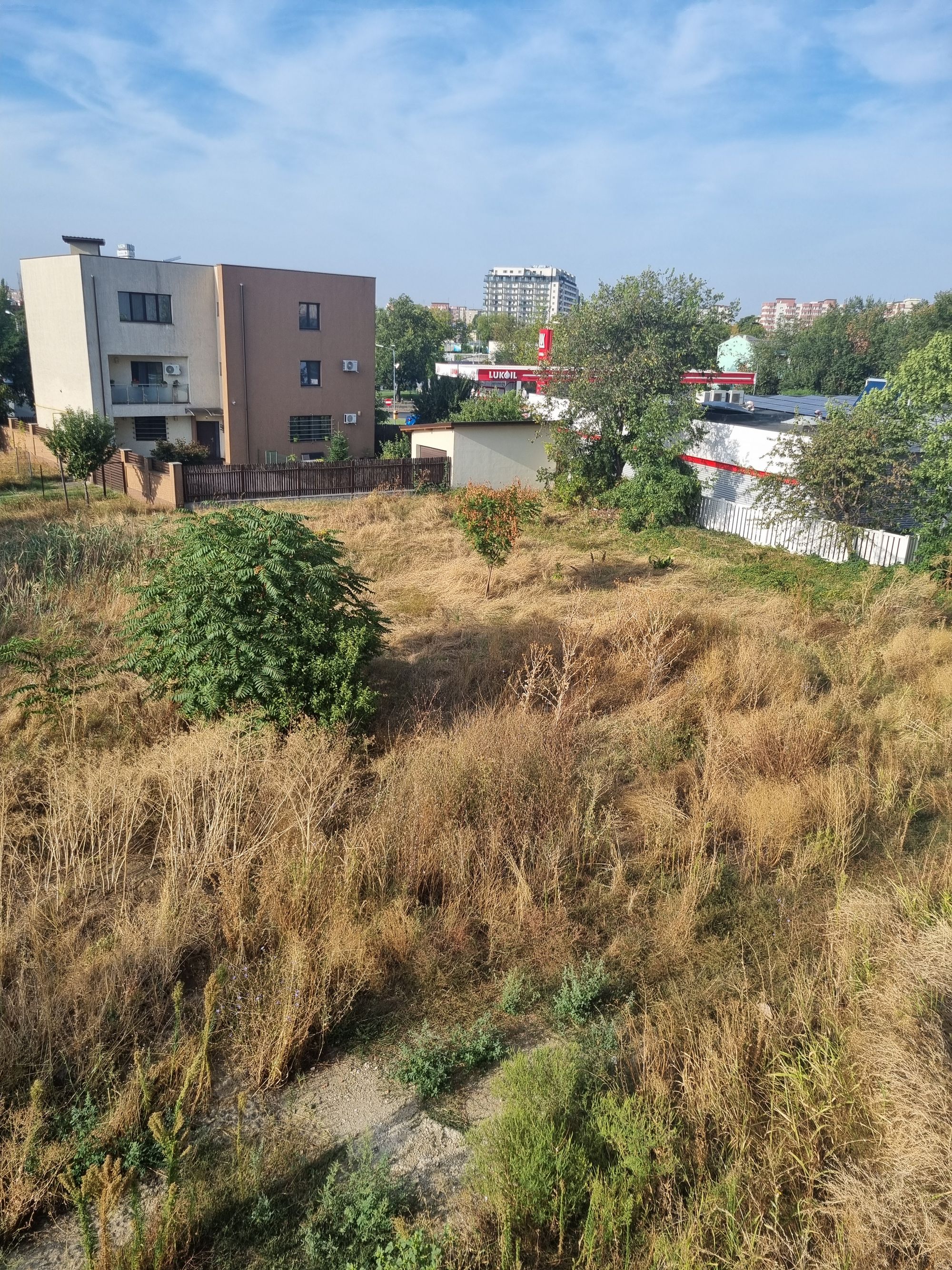 Ambrozie in Strada Locotenent Petre Linteș 27, București, Municipiul București - 20250907_090224.jpg