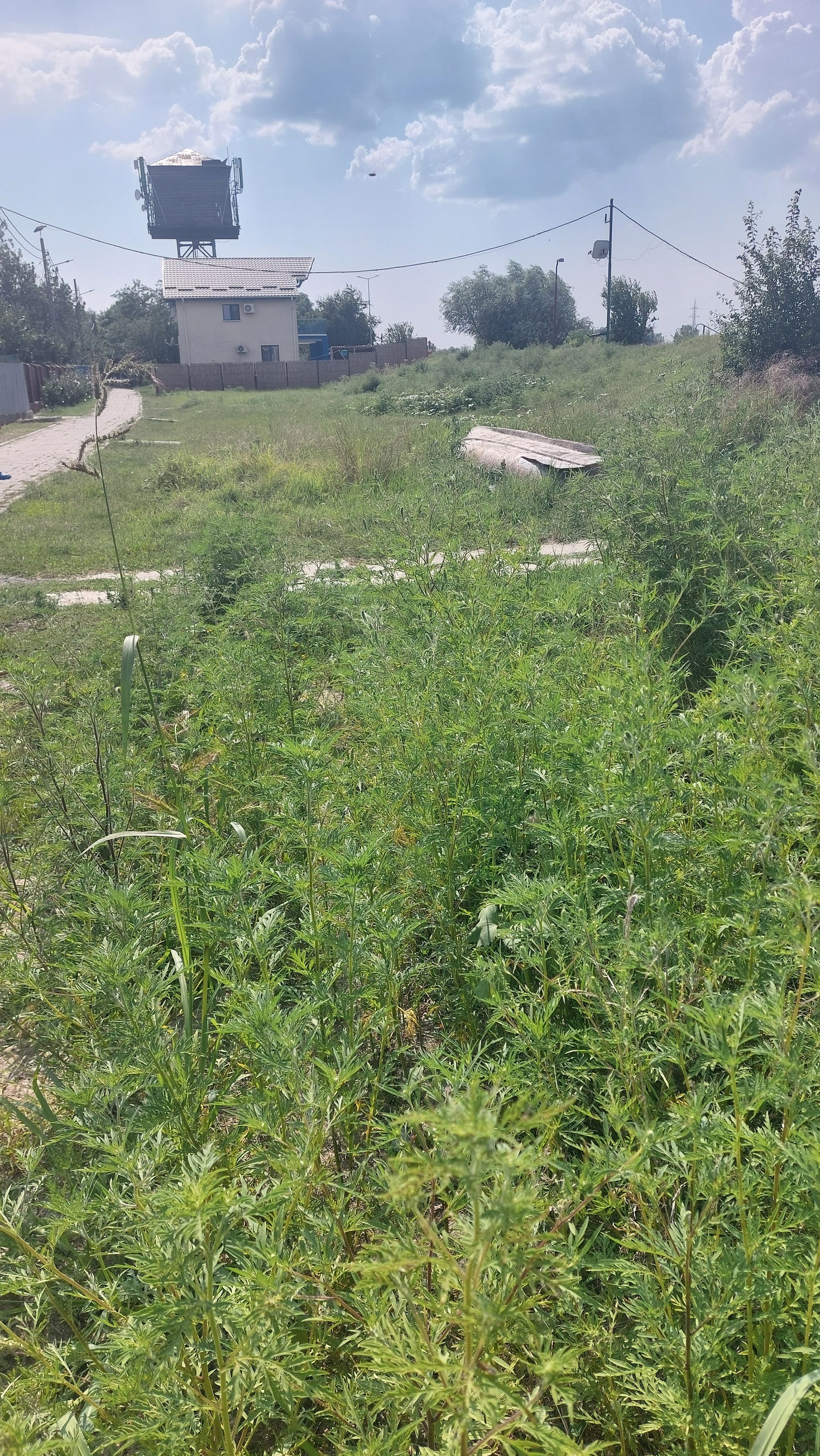 Ambrozie in Strada Nufărului 104, Mila 23, Comuna Crișan, Județul Tulcea