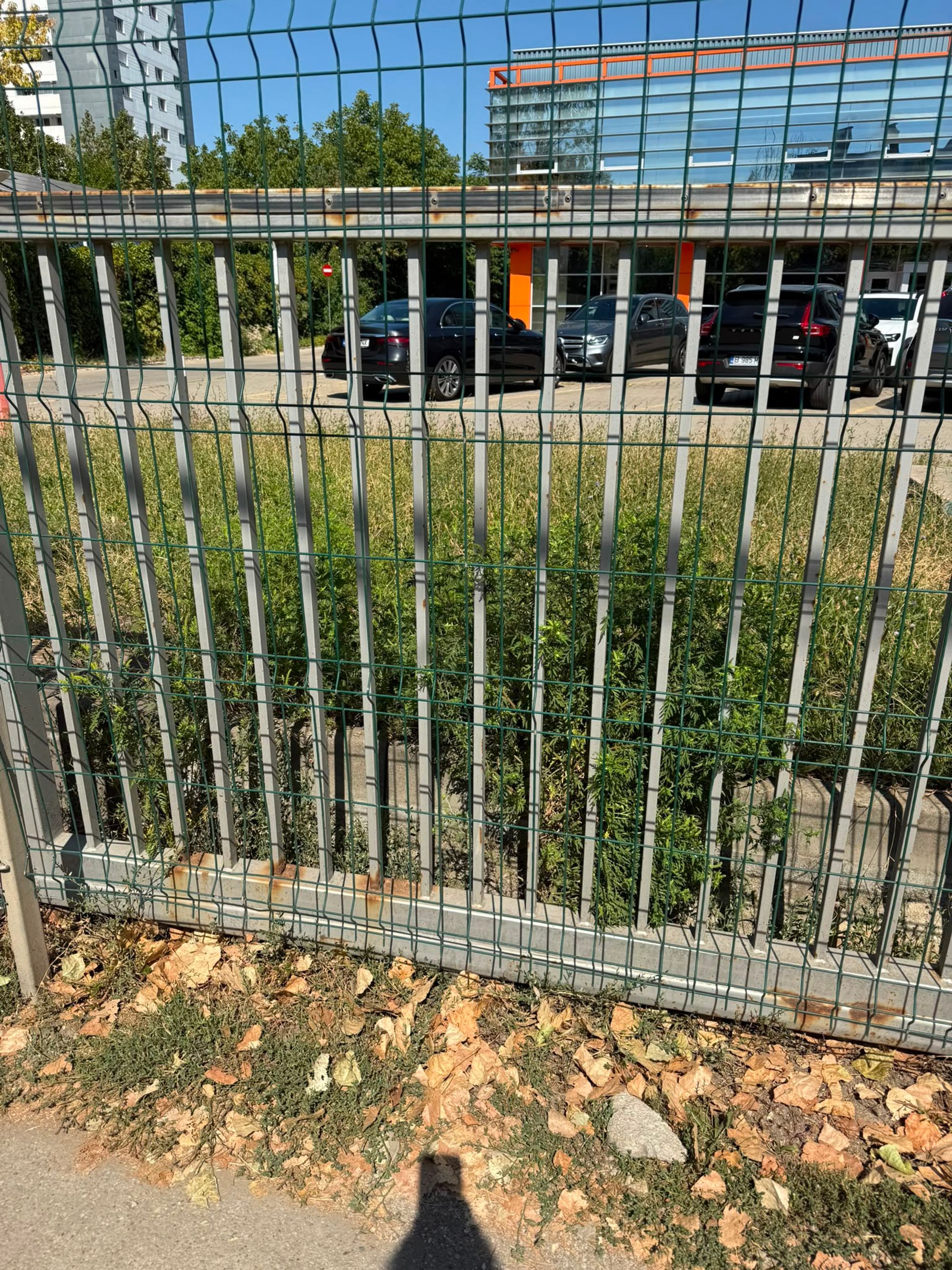Ambrozie in Bulevardul Metalurgiei 83, București, Municipiul București