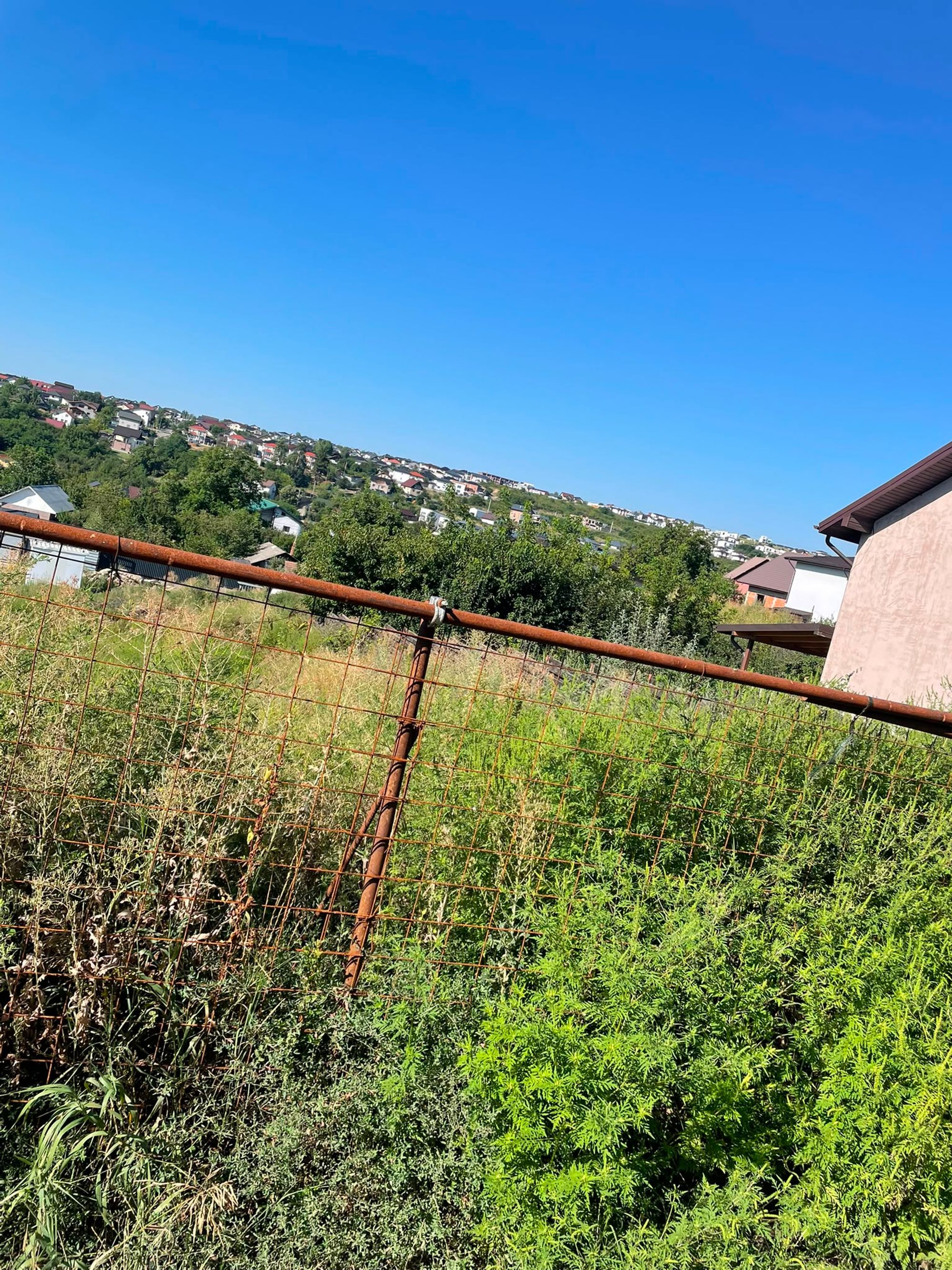 Ambrozie in Strada Lunca Bahlui 6, Valea Adâncă, Comuna Miroslava, Județul Iași