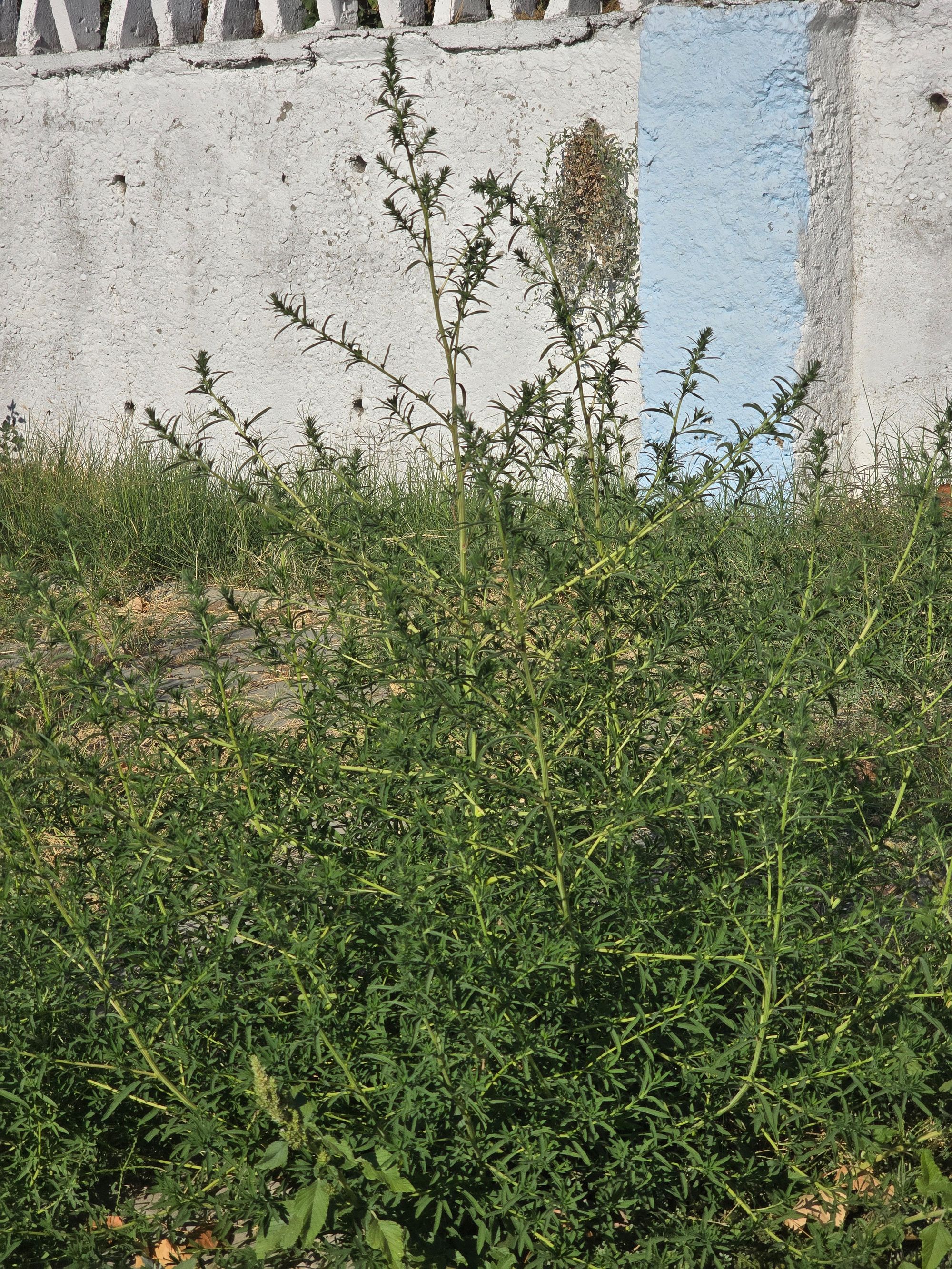 Ambrozie in Strada Monumentului 151, Medgidia, Municipiu Medgidia, Județul Constanța - inbound3544189356112031597.jpg