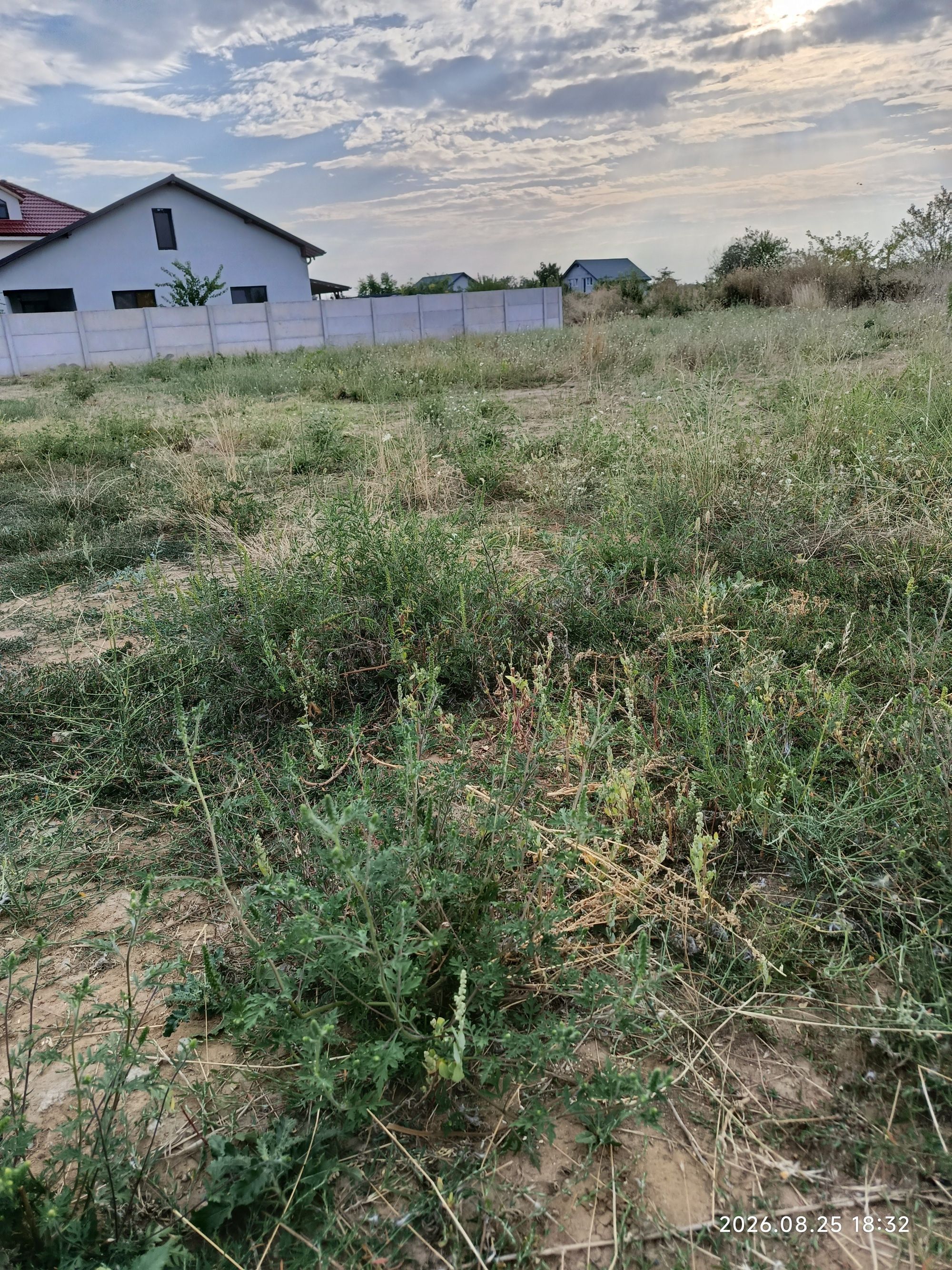 Ambrozie in Strada Lalelelor 30G, Dolj, Comuna Malu Mare, Județul Dolj