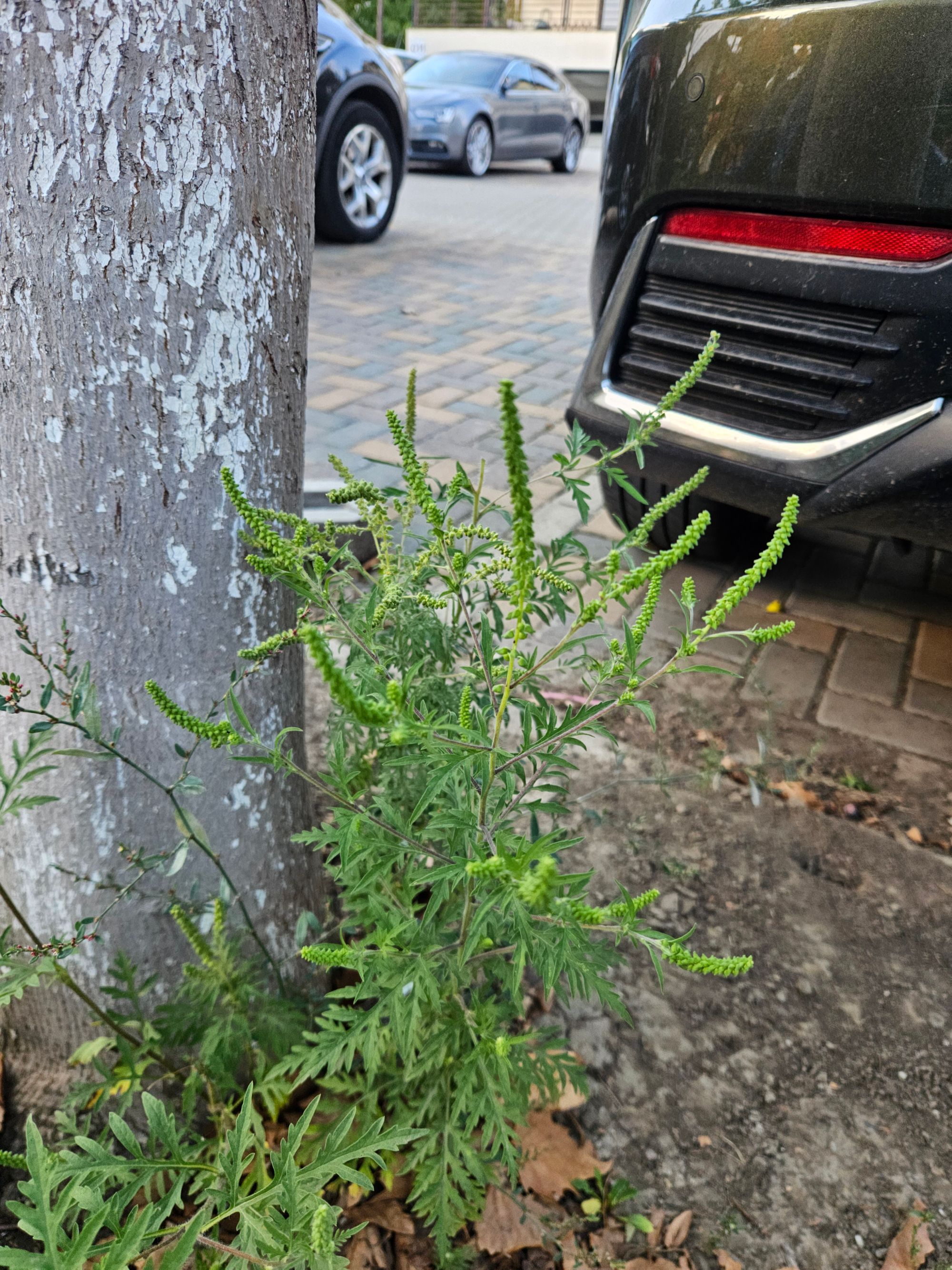 Ambrozie in Strada Ion Creangă 42, Valea Lupului, Comuna Valea Lupului, Județul Iași