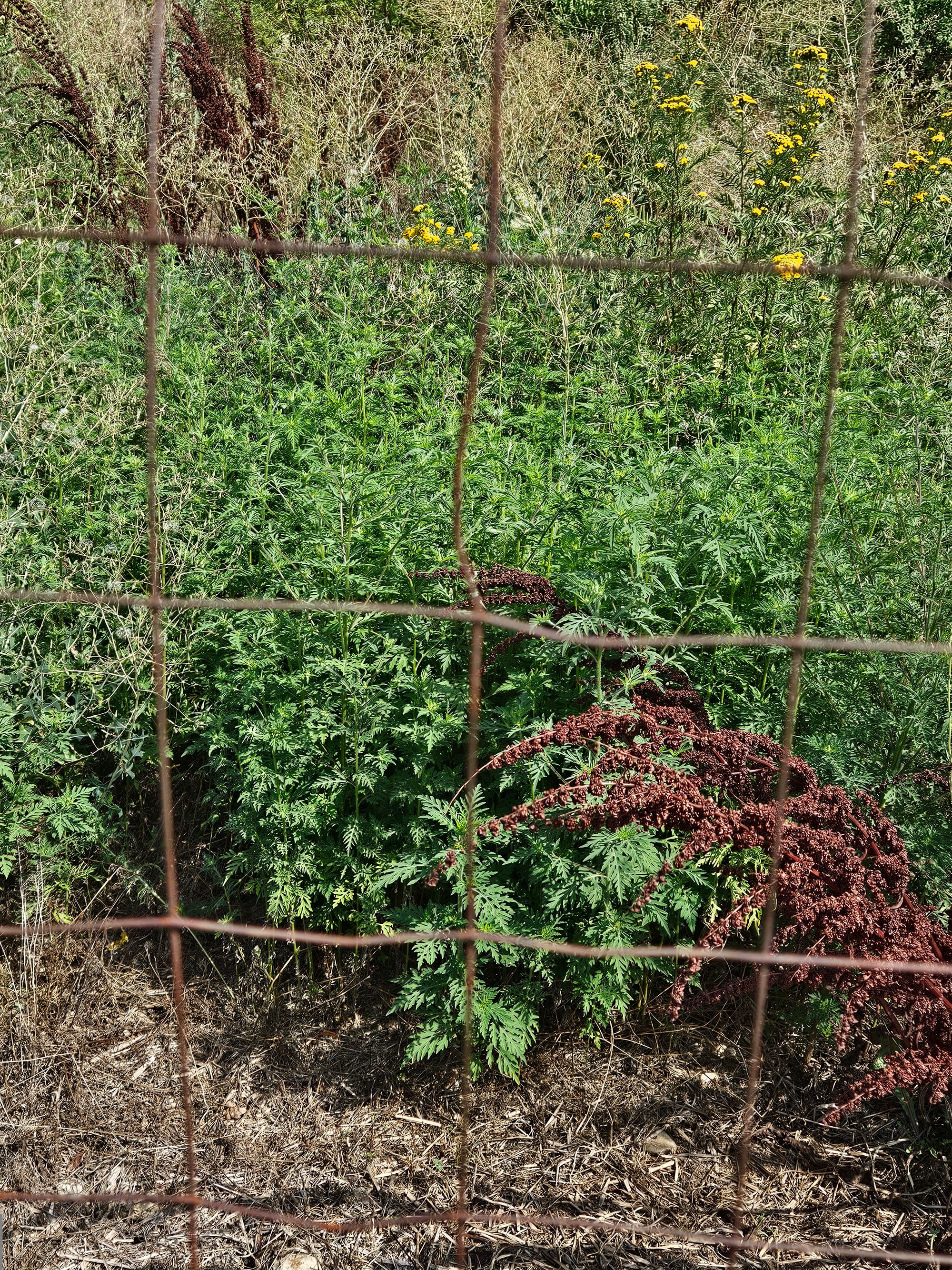 Ambrozie in Cursaru, Comuna Plopșoru, Județul Gorj - 20250806_153117.jpg