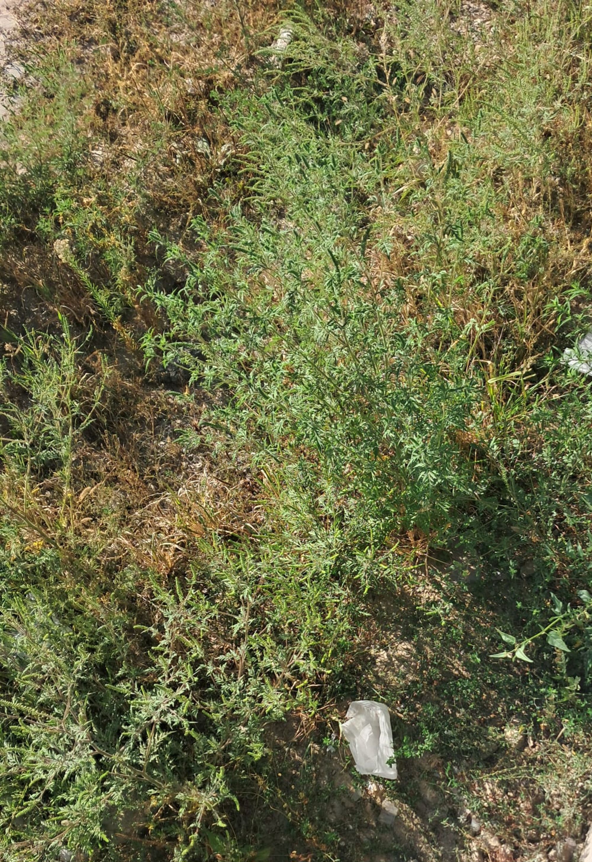 Ambrozie in DJ606 280,Valea lungului,Județul Dolj