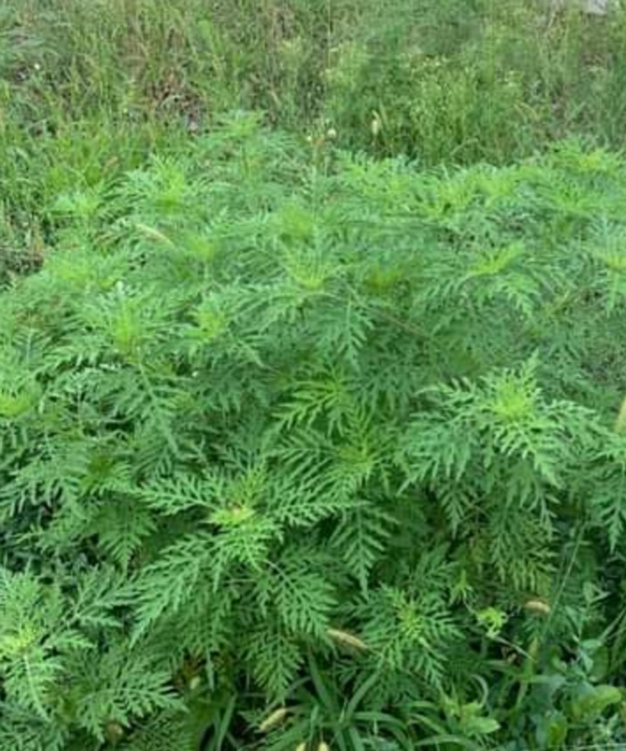 Ambrozie in Strada Sfântul Gheorghe 24, Glina, Comuna Glina, Județul Ilfov - IMG-20230819-WA0017.jpg