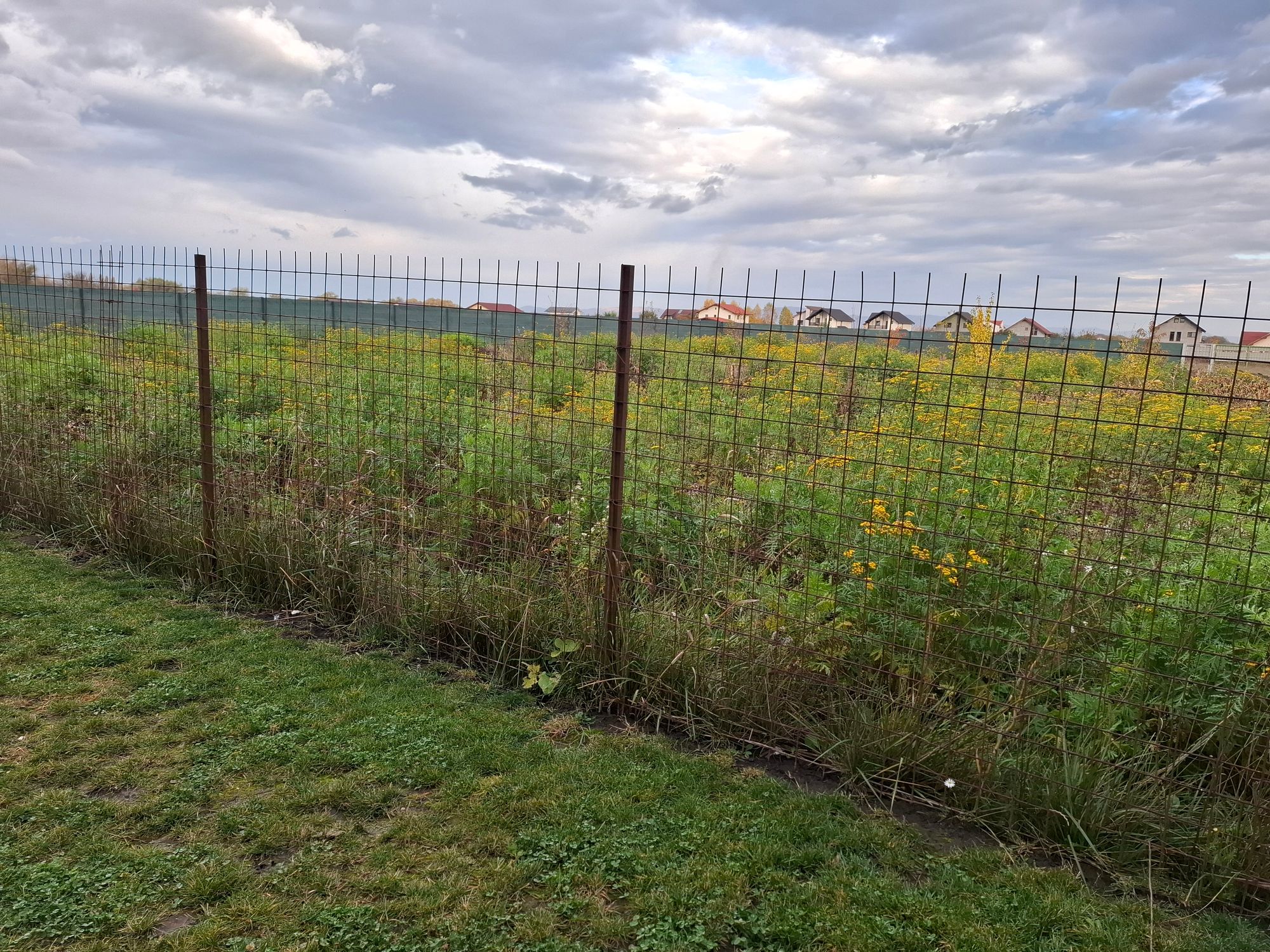 Ambrozie in Strada Drumul cu plopi 118, Comuna Sânpetru, Județul Brașov - 20251024_093222.jpg