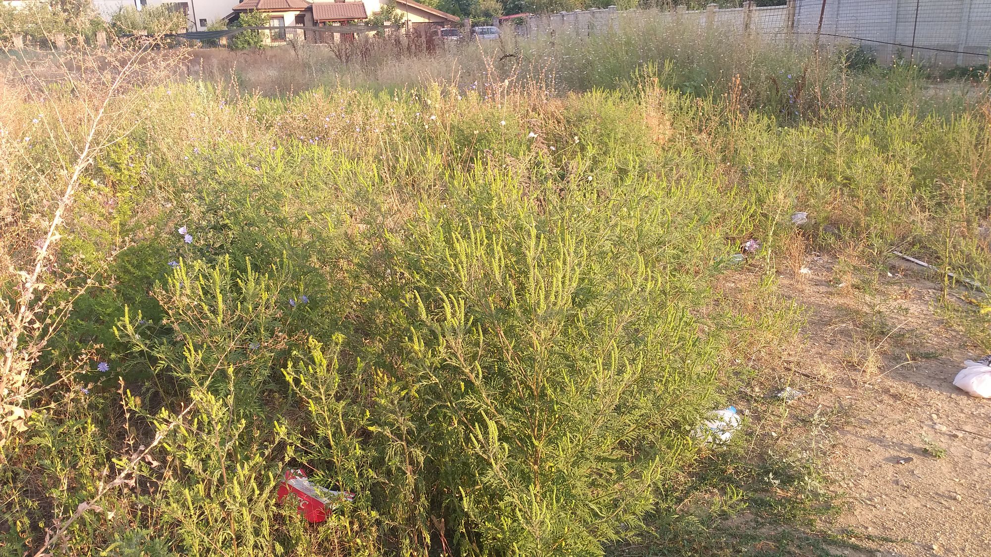Ambrozie in Strada Apeductului 2E, Roșu, Comuna Chiajna, Județul Ilfov - 20230824_074126.jpg