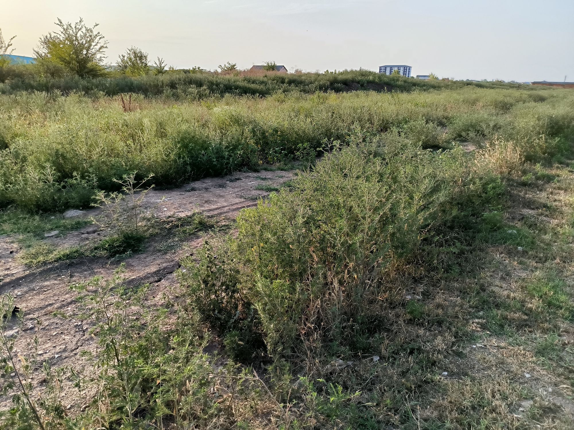 Ambrozie in Strada Stelelor 64, Chiajna, Comuna Chiajna, Județul Ilfov - IMG_20230815_190121.jpg