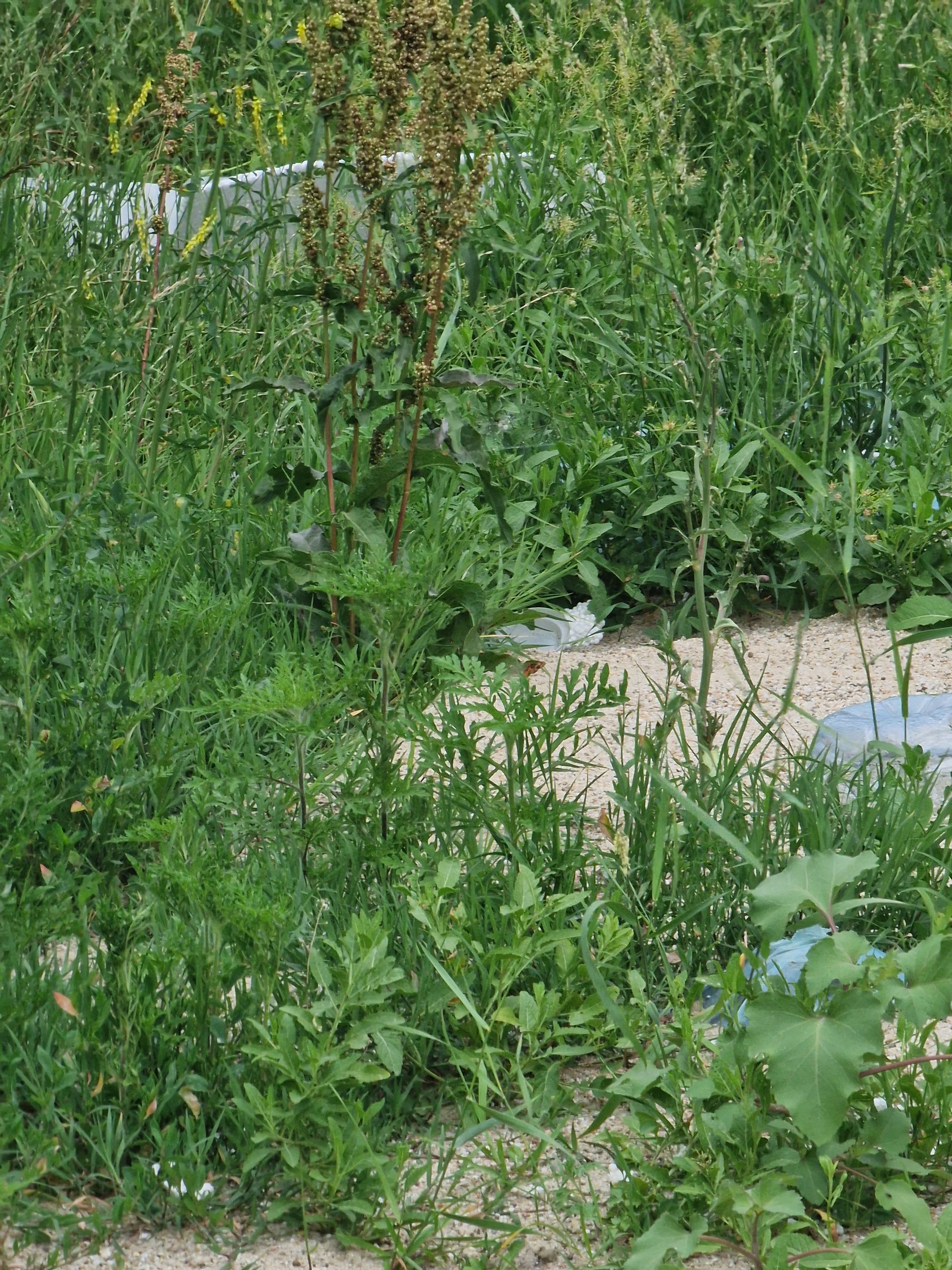 Ambrozie in Strada Toamnei 19, Ostratu, Comuna Corbeanca, Județul Ilfov - 20230624_195955.jpg