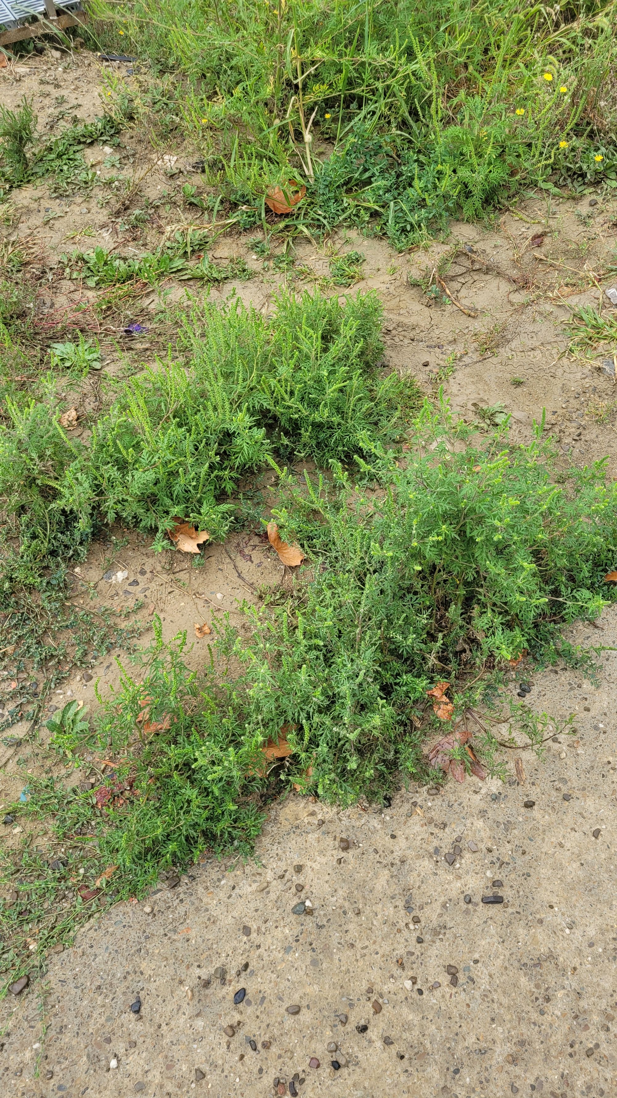 Ambrozie in Strada Nicolae Oblu 18, Iași, Municipiu Iaşi, Județul Iași - 20240829_110549.jpg