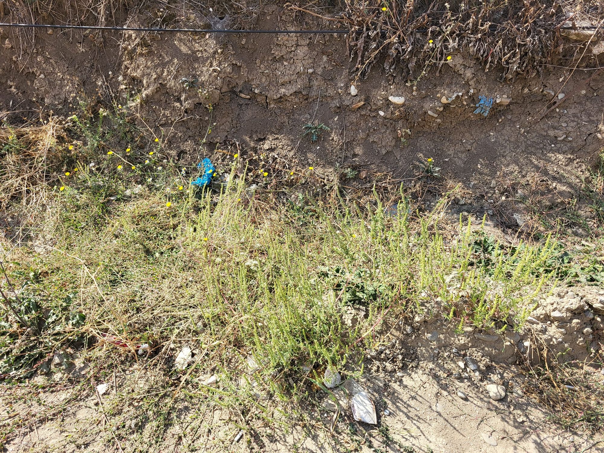 Ambrozie in Voluntari, Comuna Ștefăneștii de Jos, Județul Ilfov - 380618063_6988944824473677_8351075711216724784_n.jpg