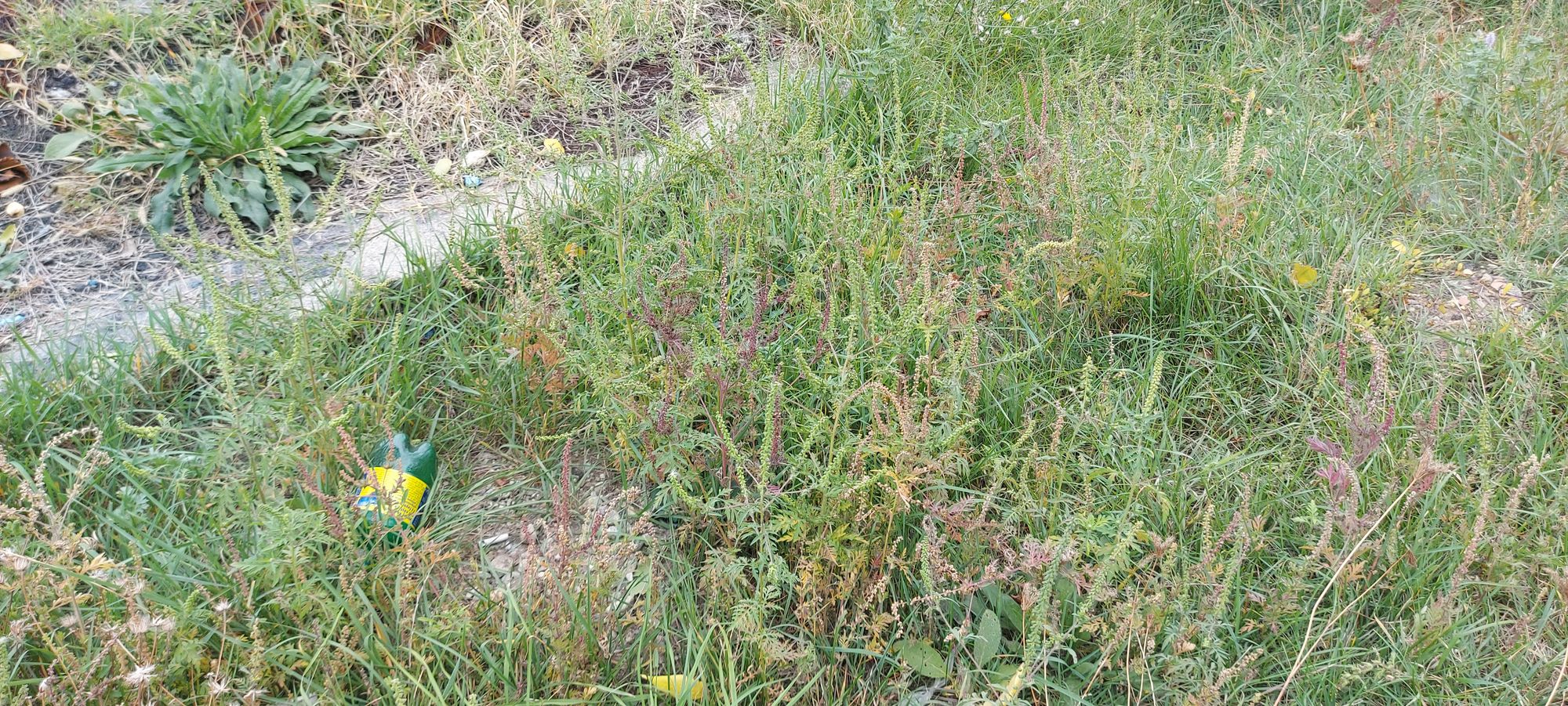 Ambrozie in DN67C 132, Novaci, Oraş Novaci, Județul Gorj - 16967586210851043308224319302295.jpg