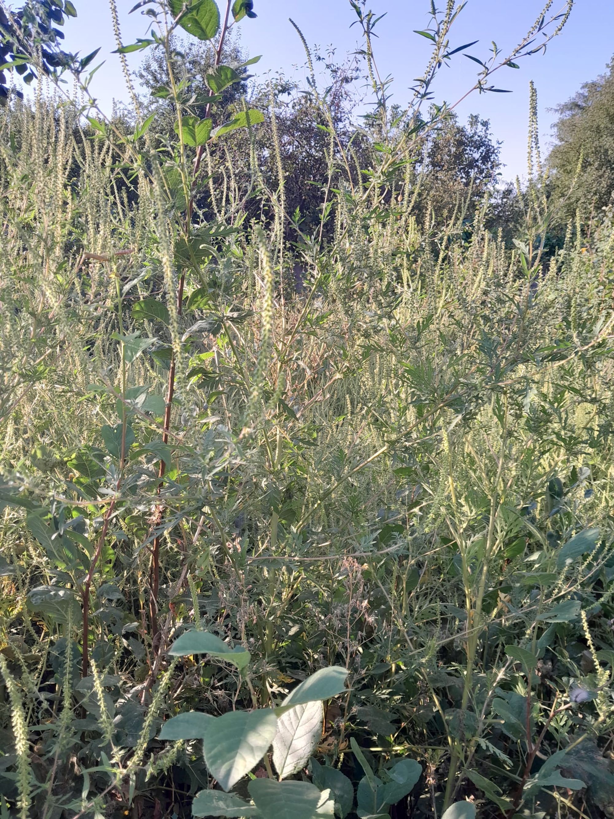 Ambrozie in Strada Bariera Vâlcii 30, Craiova, Municipiu Craiova, Județul Dolj - WhatsApp Image 2023-09-08 at 10.50.55.jpg