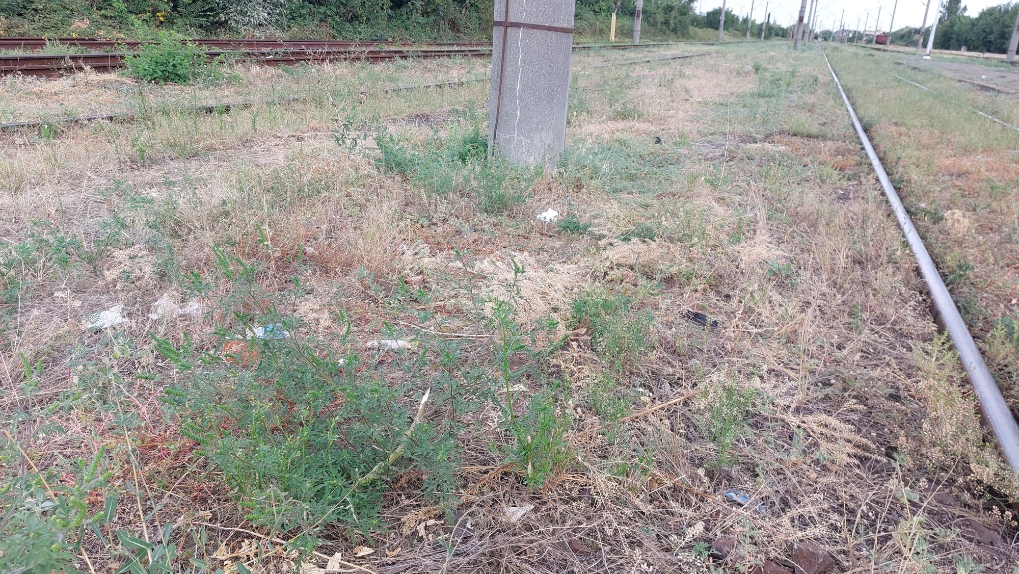 Ambrozie in Strada Dragalina, Ploiești, Municipiu Ploiești, Județul Prahova - 1000165585.jpg